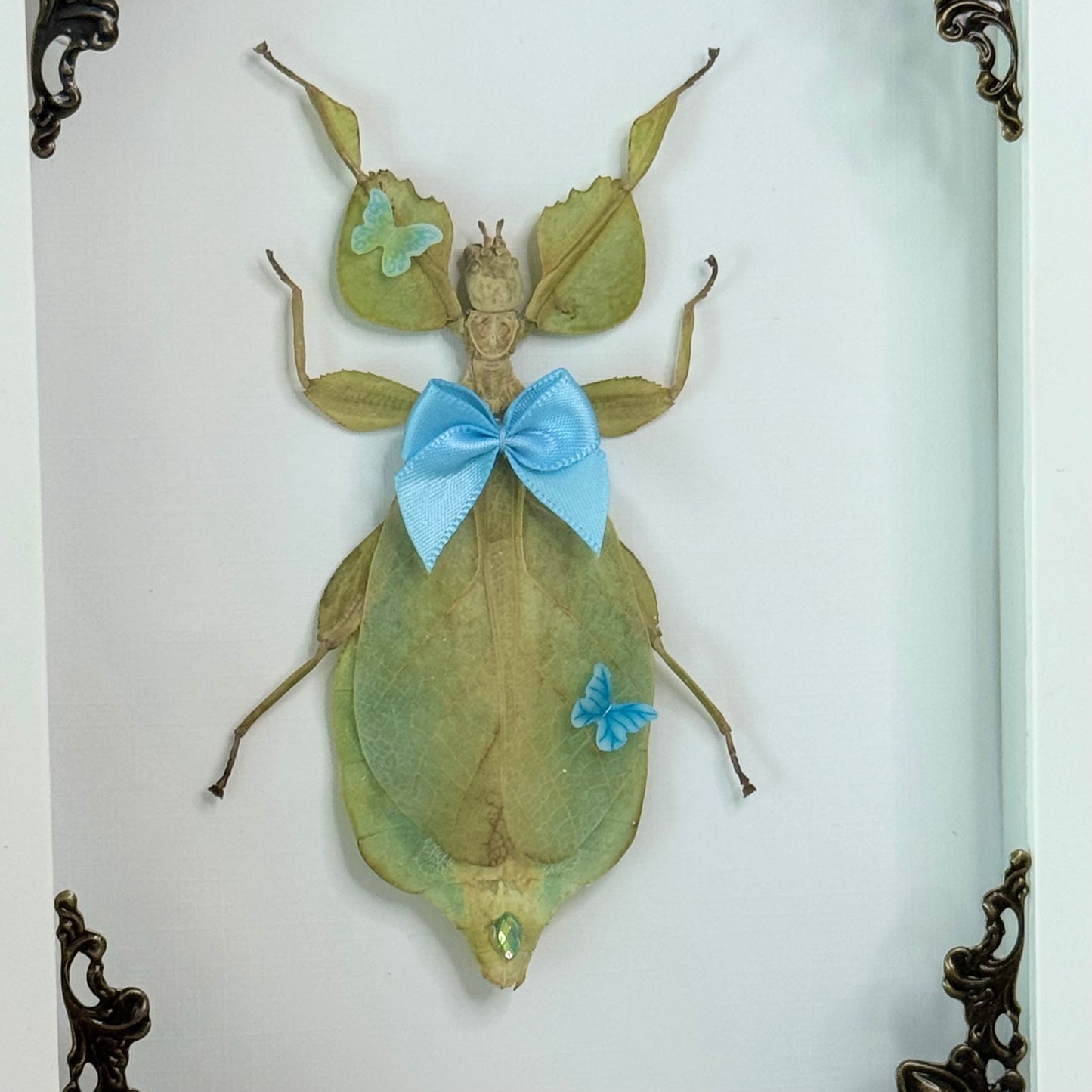 Butterfly Blue Green Leaf Insect