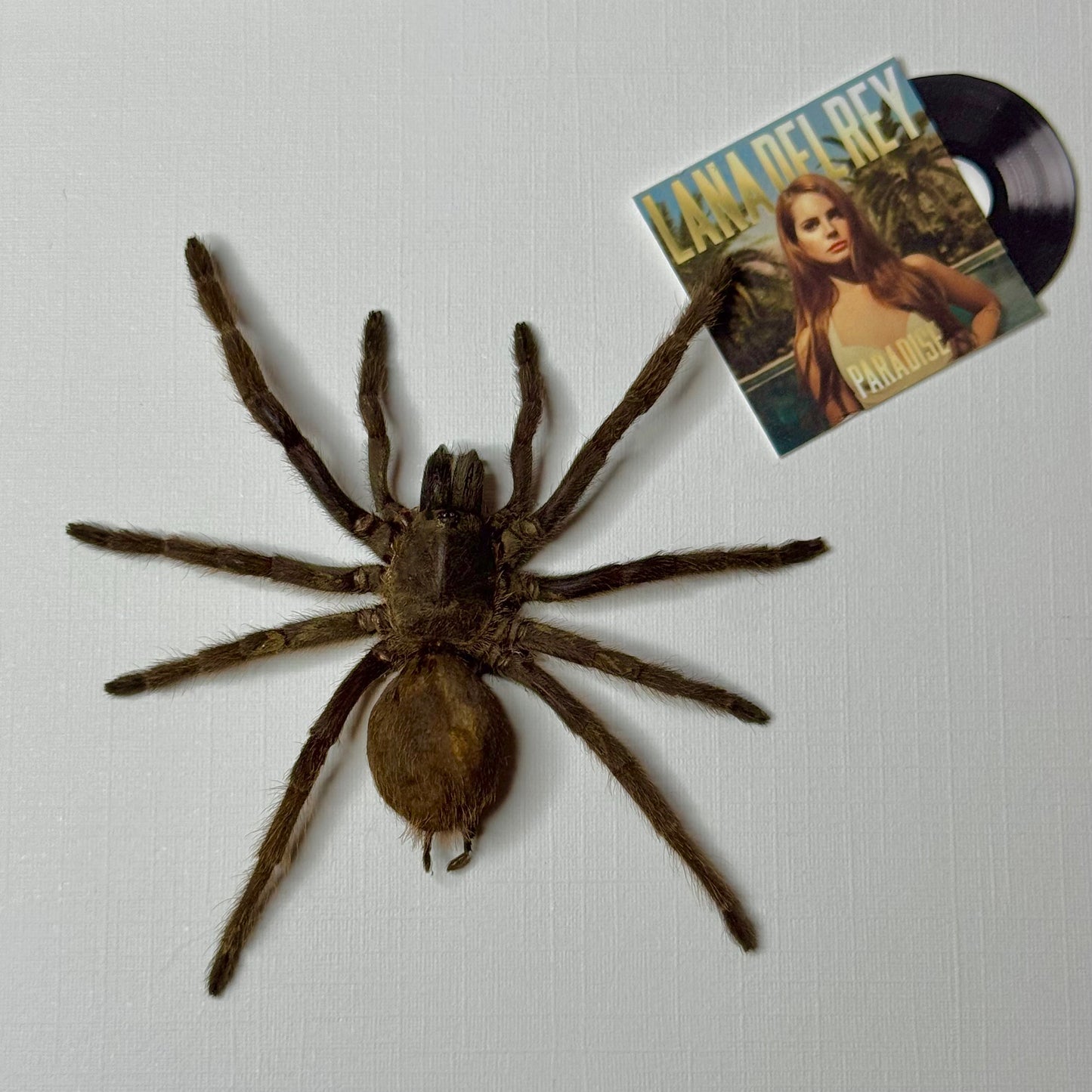 CUSTOMIZABLE Tarantula With Your Fav Album π