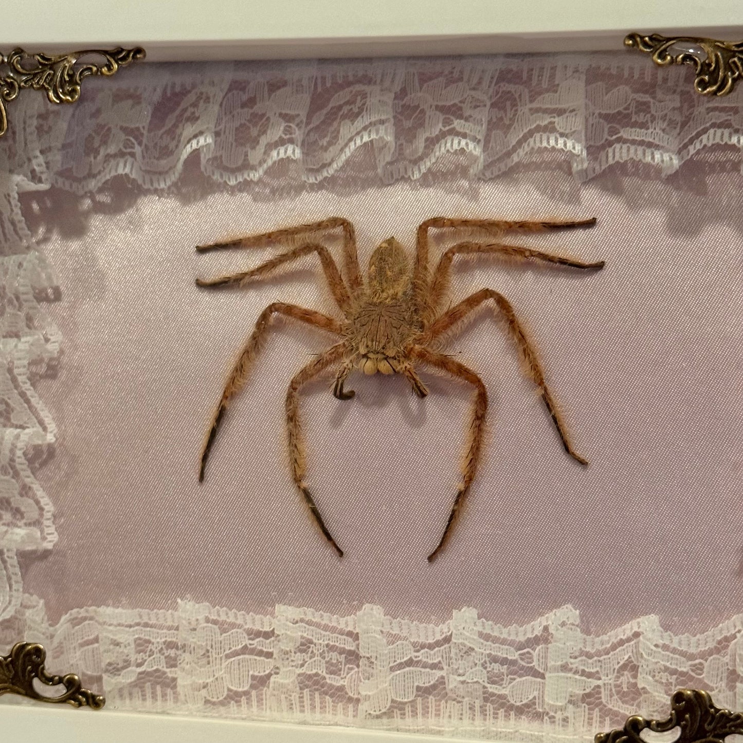 Davidbowie Huntsman Spider on Pink Velvet