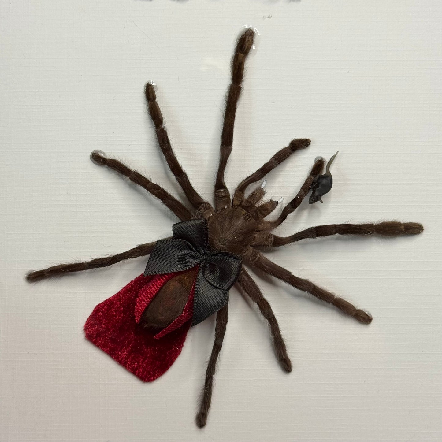 Dracula Tarantula