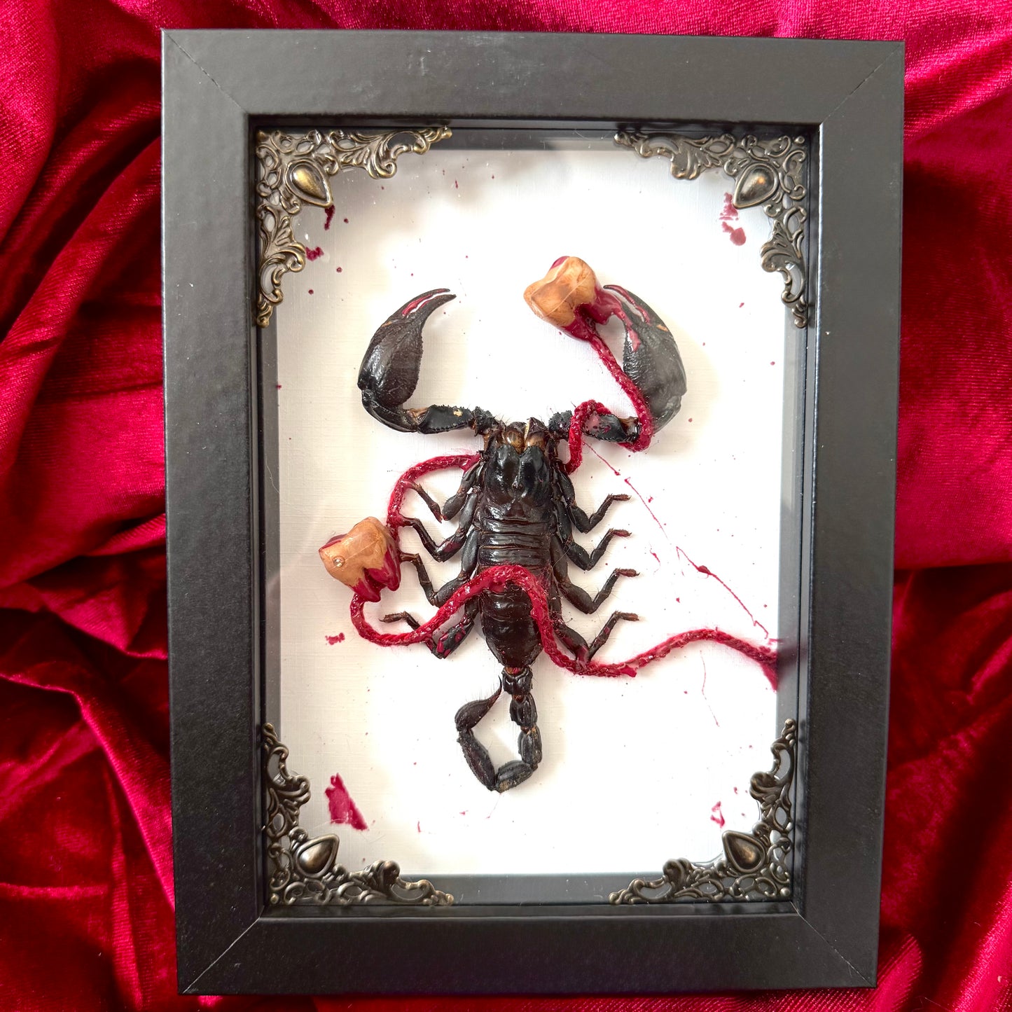 Cavities Scorpion