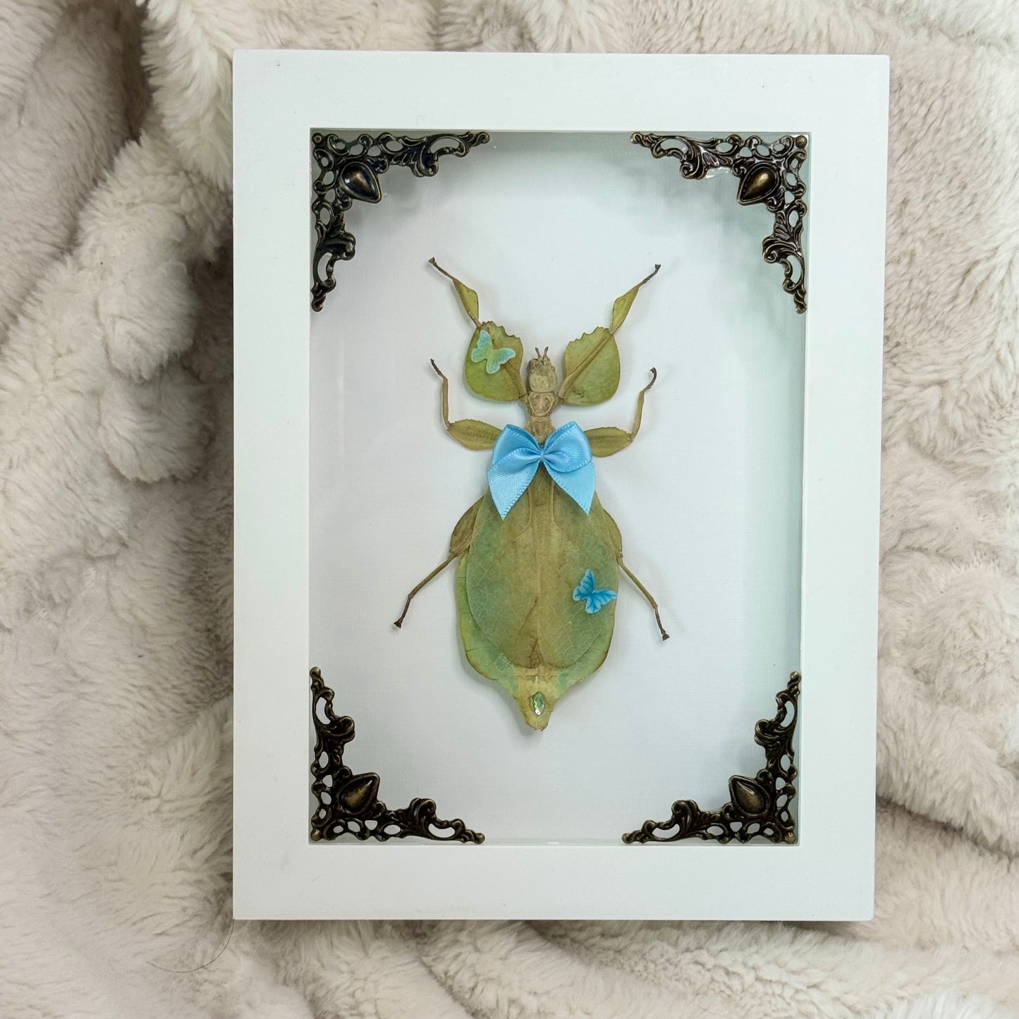 Butterfly Blue Green Leaf Insect