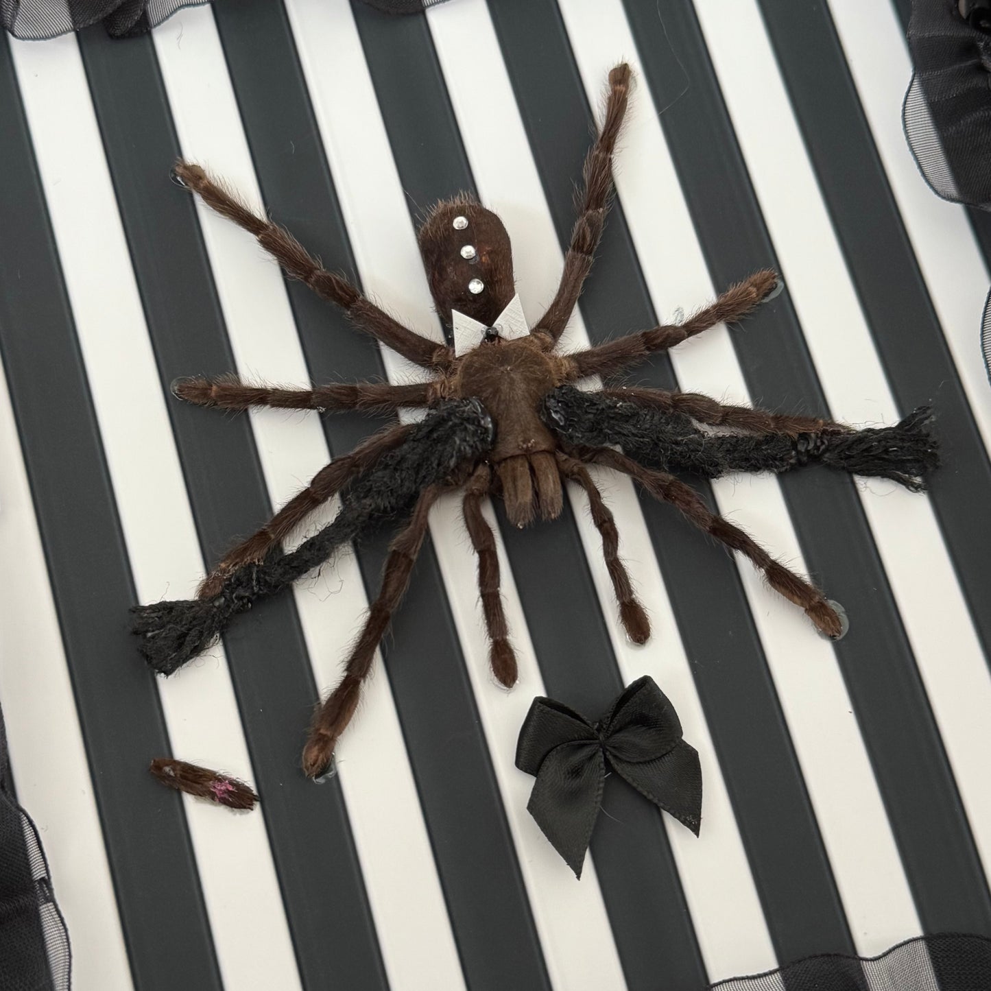 Wednesday Tarantula