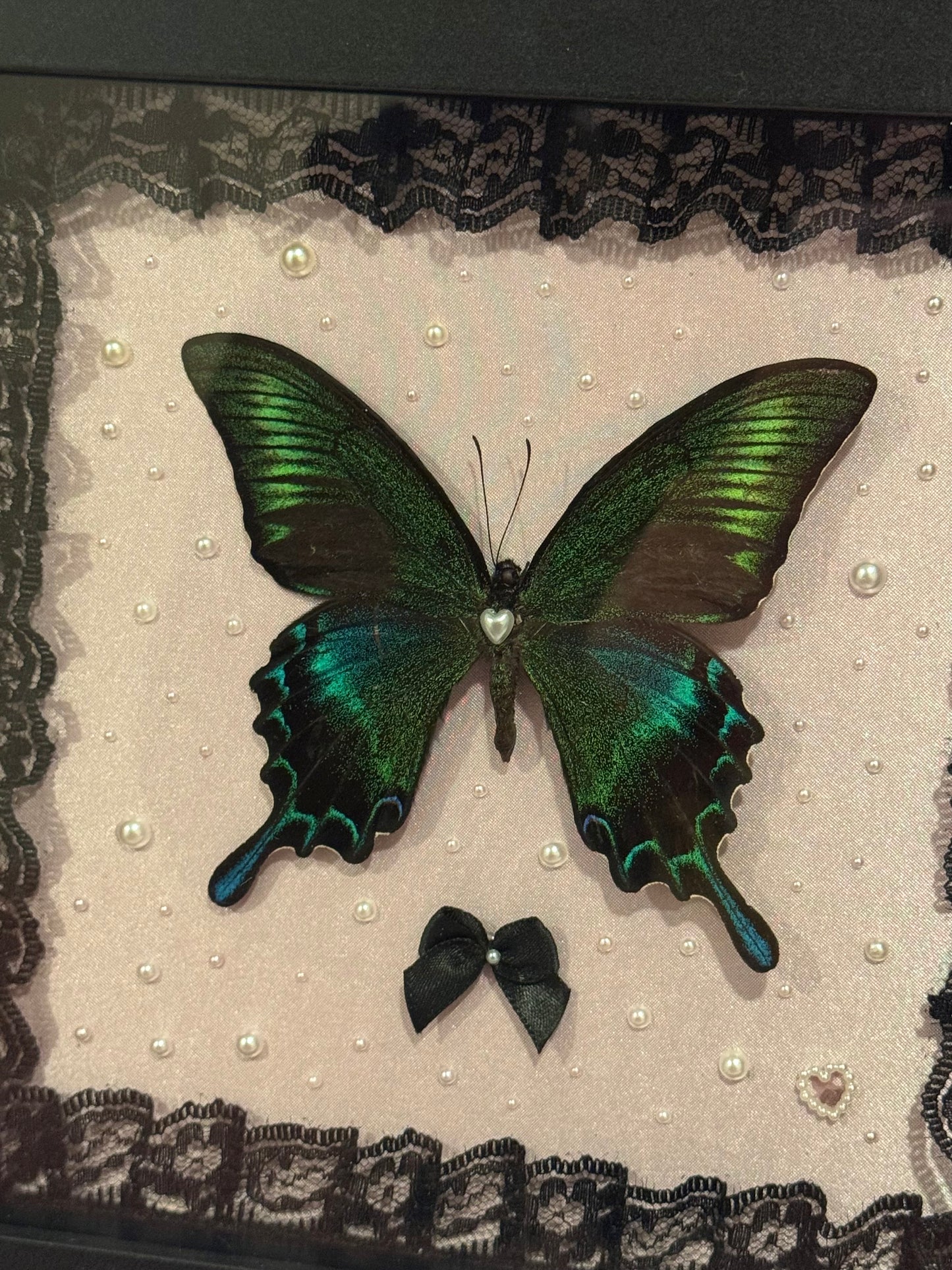 Alpine Black Swallowtail On Pearly Pink