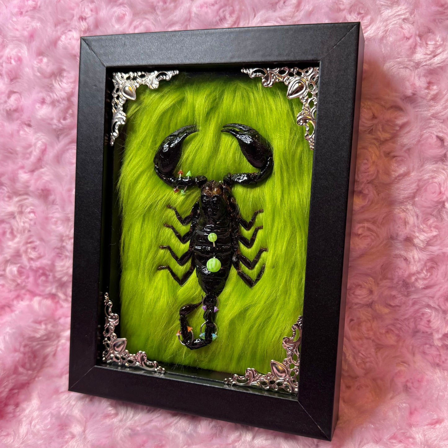Pierced Scorpion Green & Black