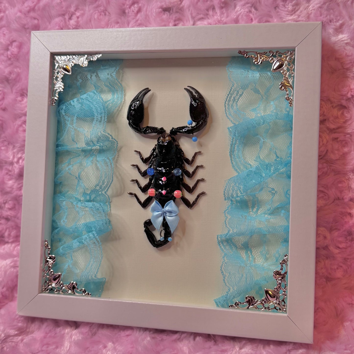 Pierced Scorpion Blue & Pink