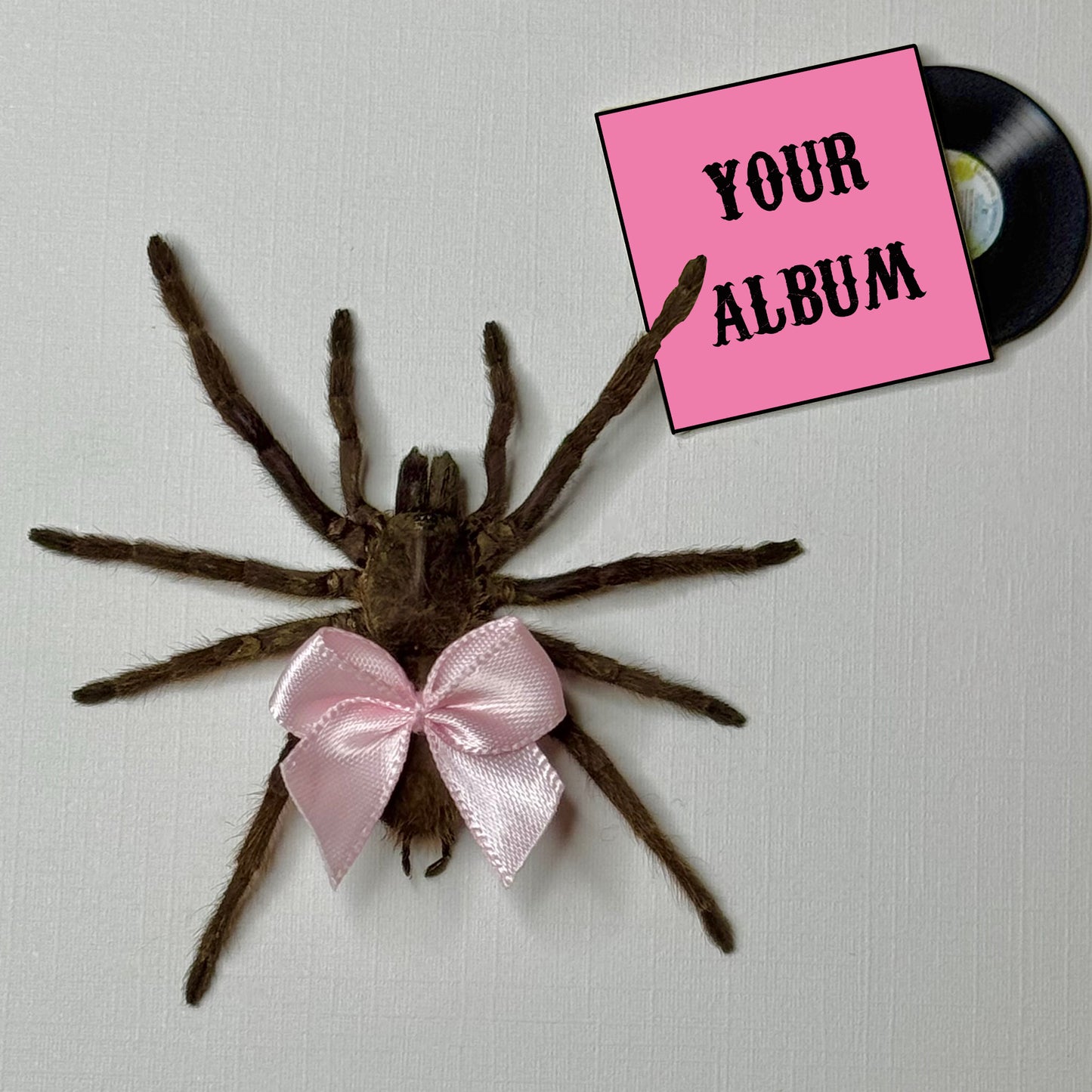 CUSTOMIZABLE Tarantula With Your Fav Album π