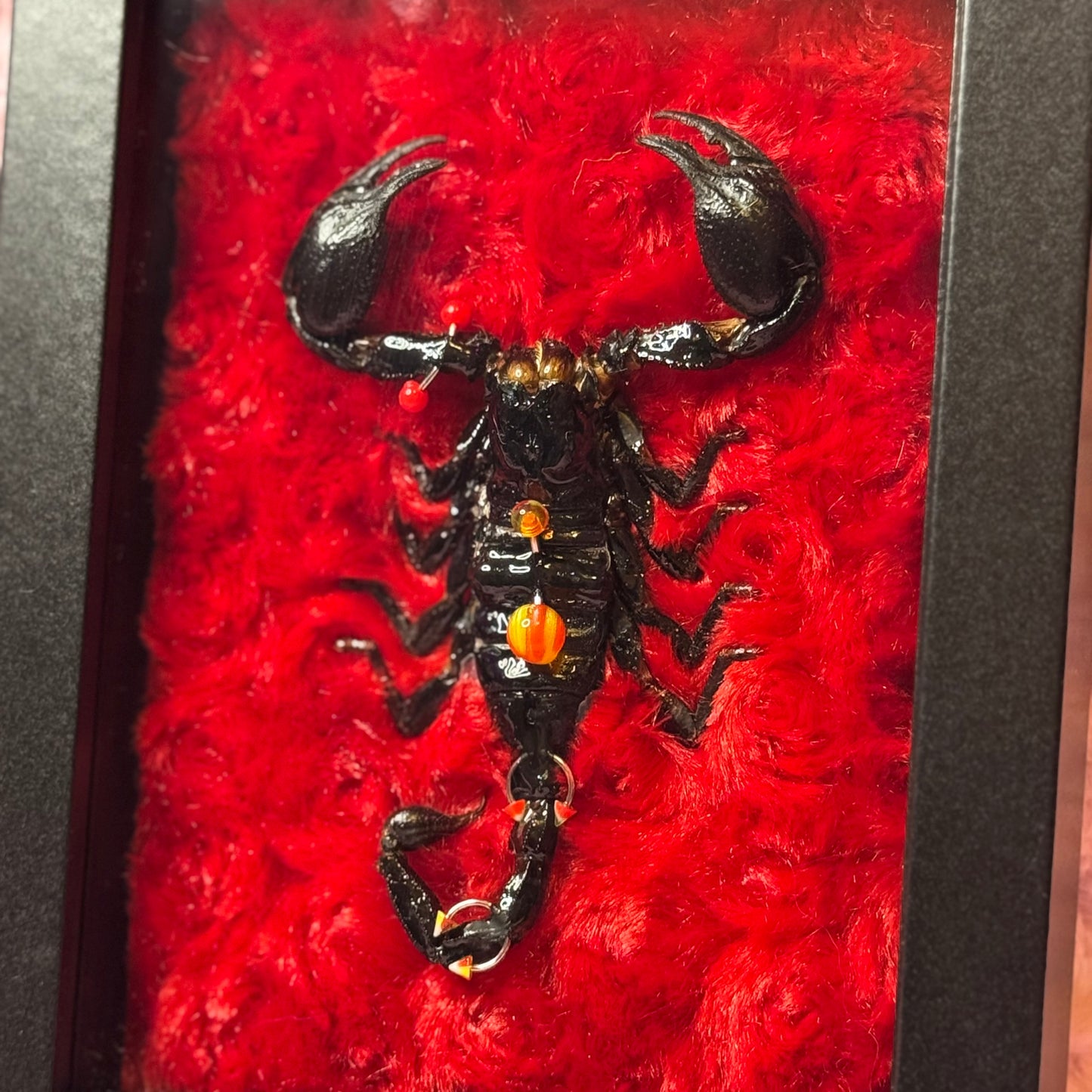 Pierced Scorpion Red & Black