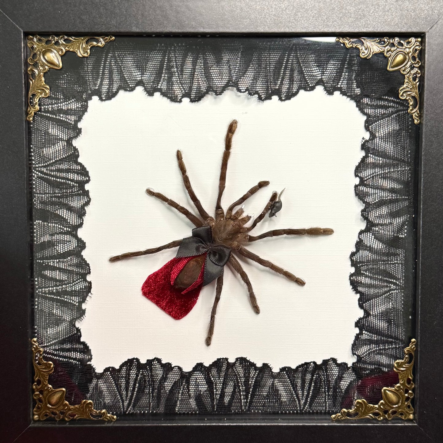 Dracula Tarantula
