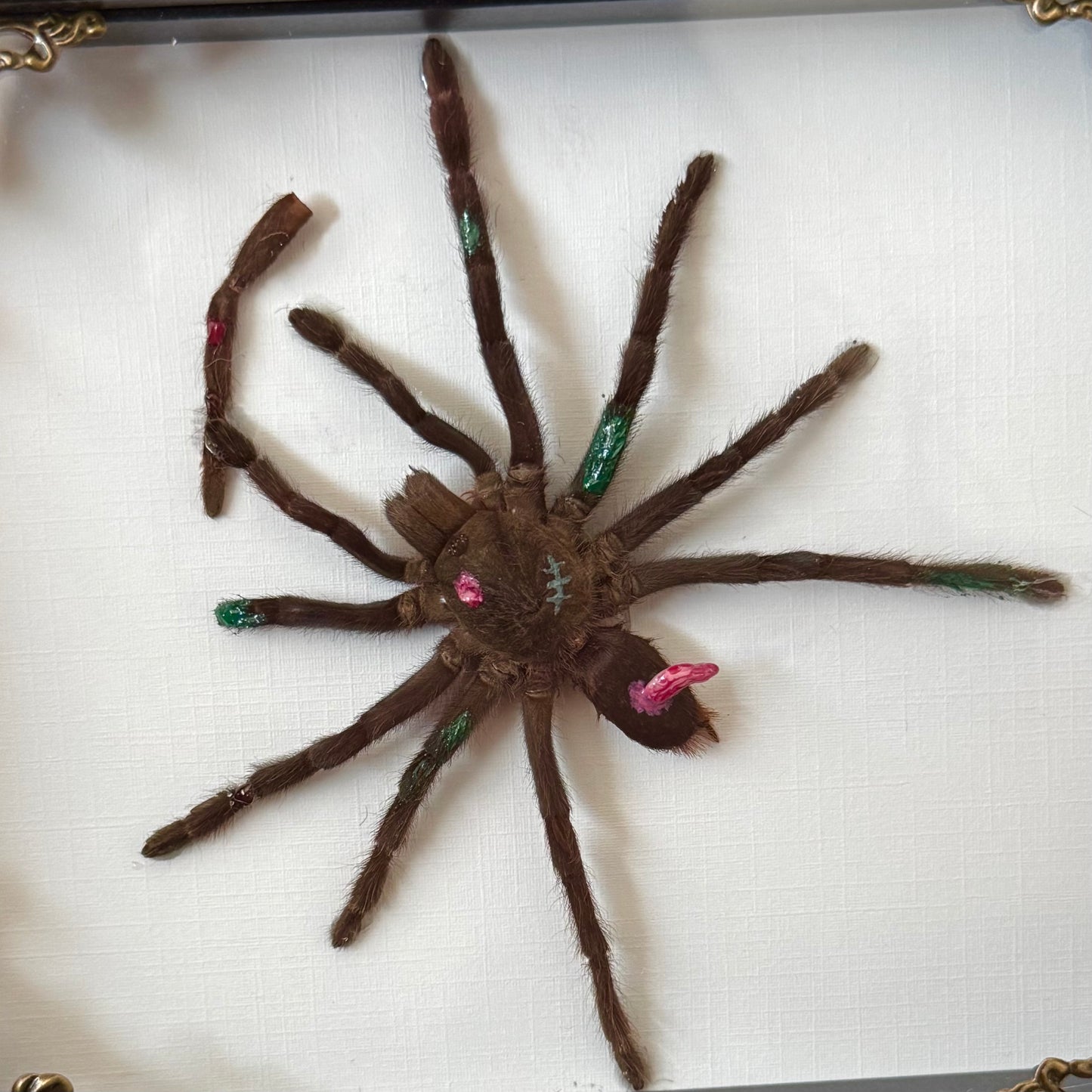 Zombie Tarantula