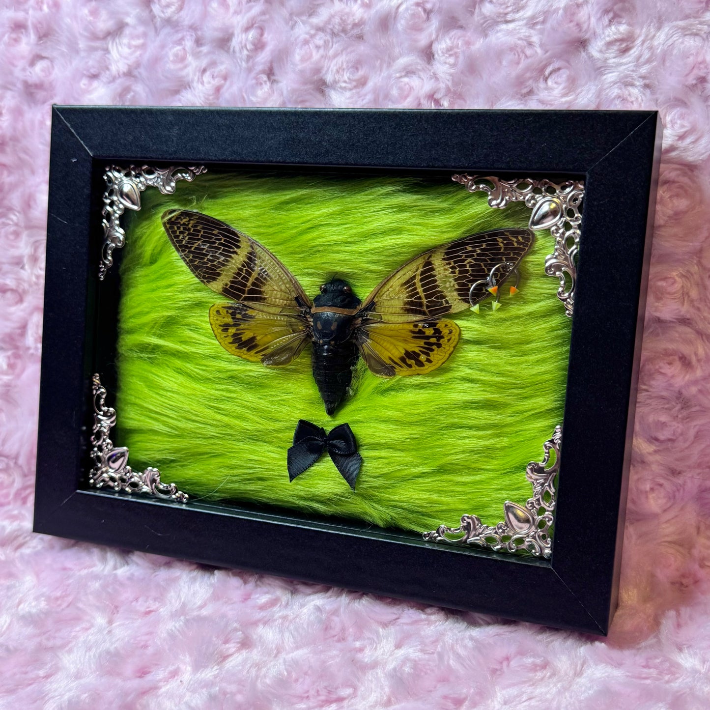 Pierced Wing Cicada On Green Fluff