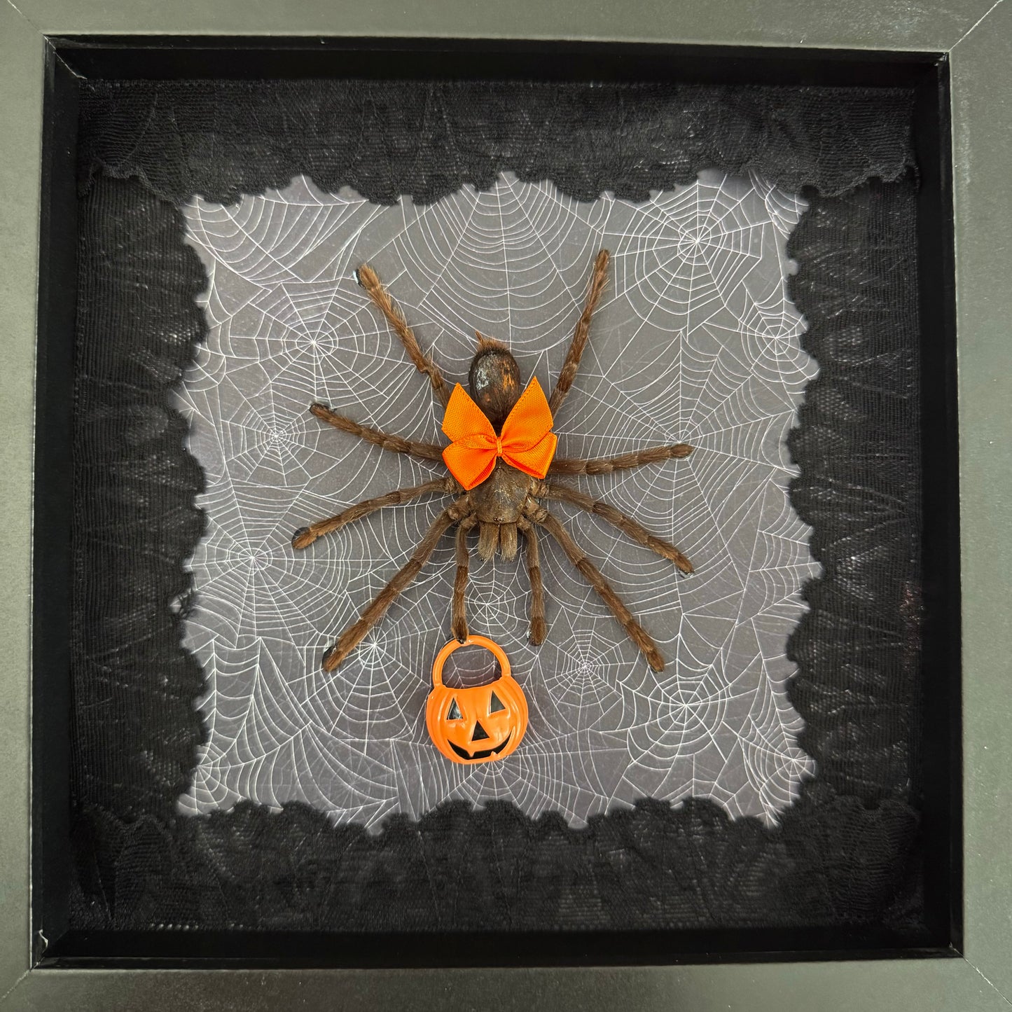 Trick Or Treat Tarantula