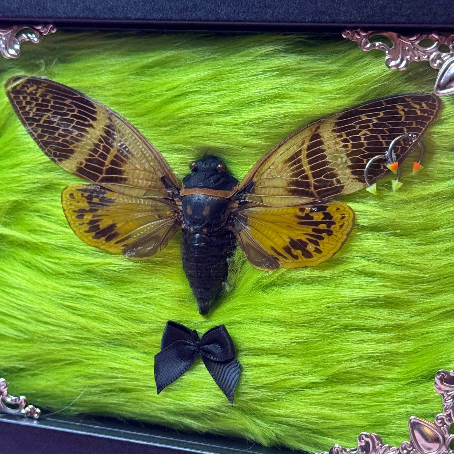 Pierced Wing Cicada On Green Fluff