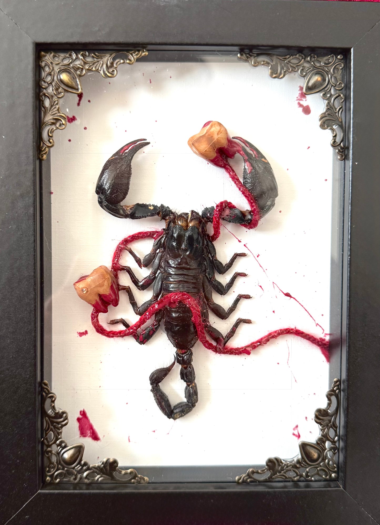 Cavities Scorpion