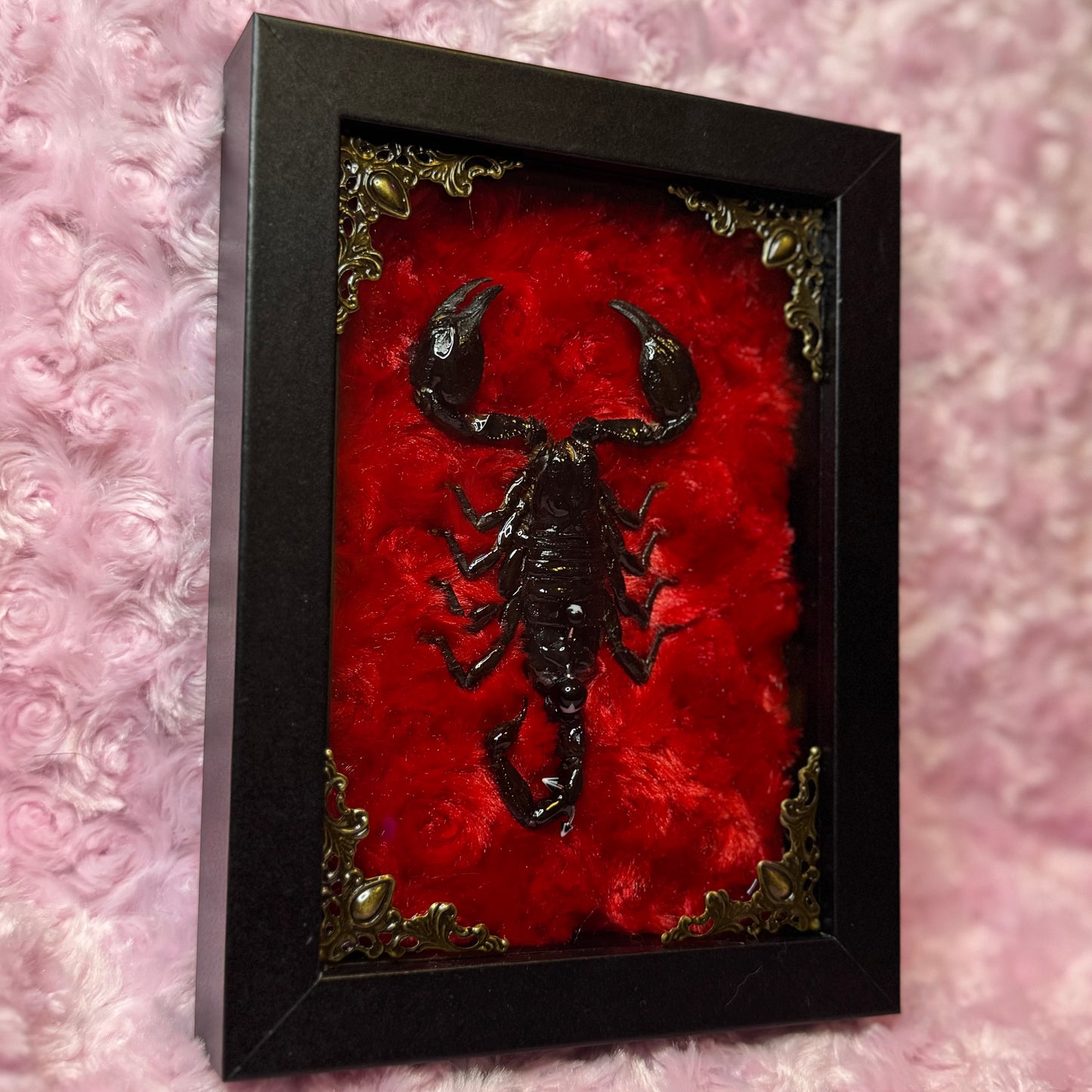 Pierced Scorpion Black & Red