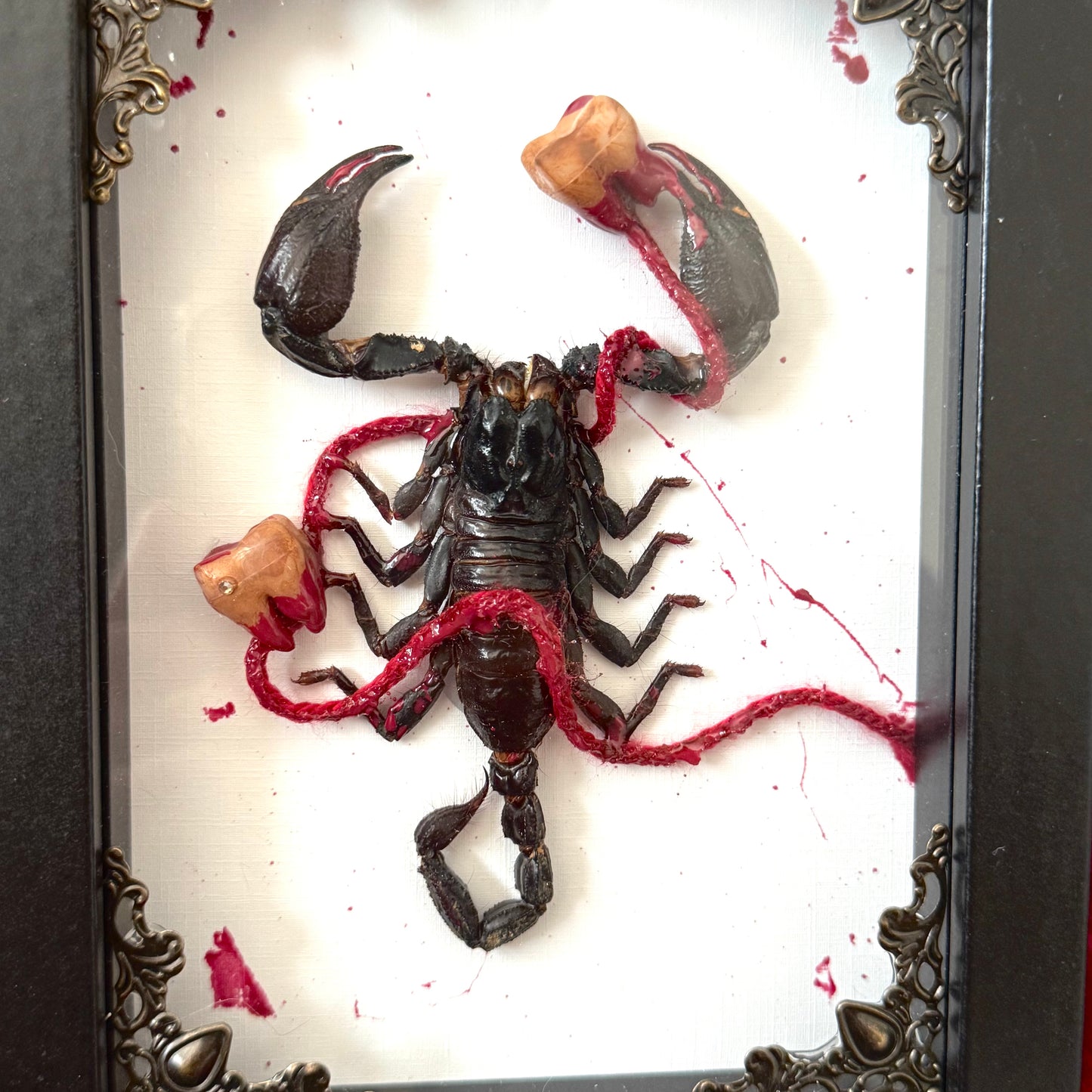 Cavities Scorpion