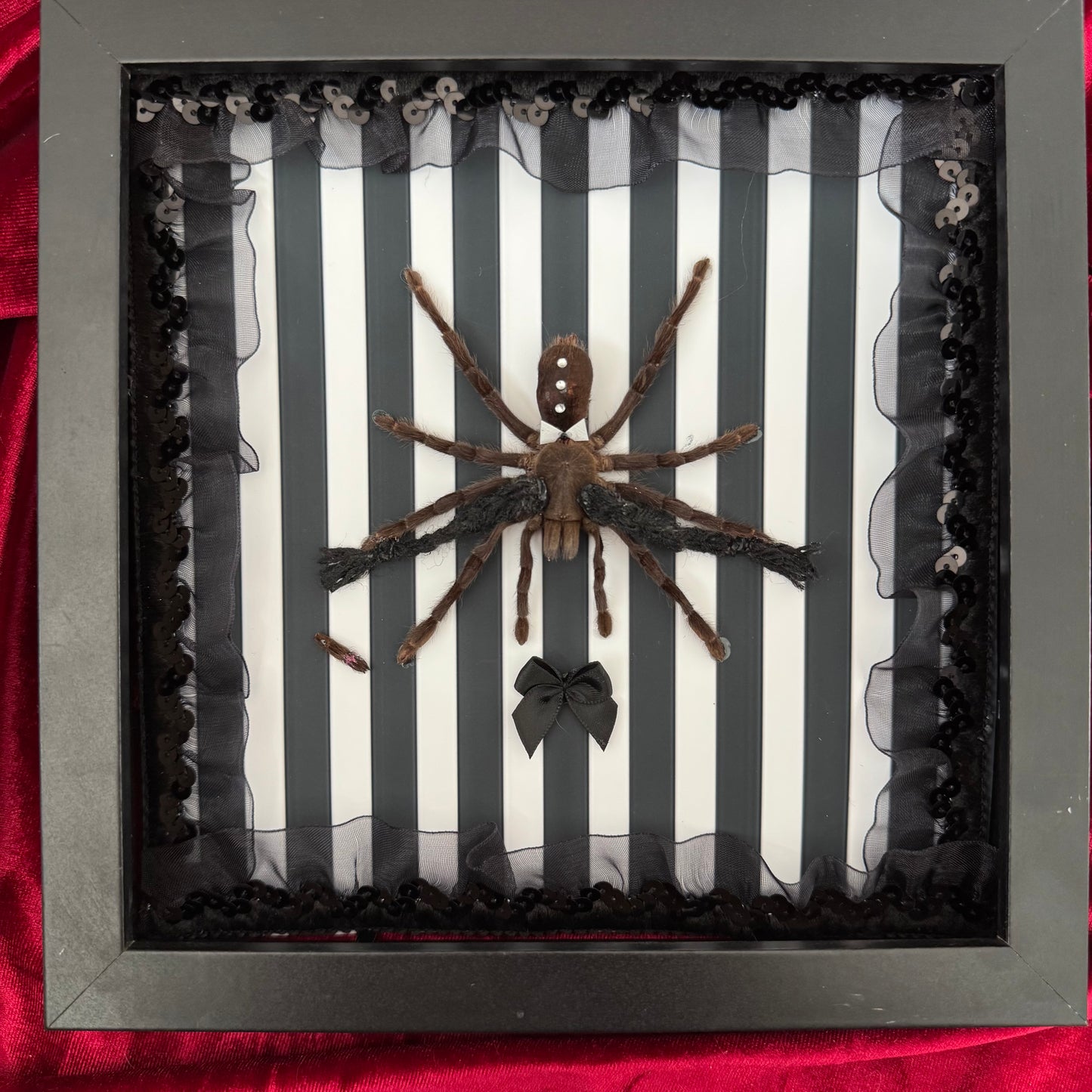 Wednesday Tarantula