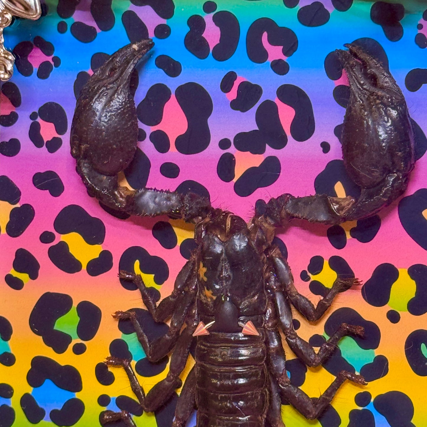 Scorpion On Lisa Frank Inspired Rainbow Cheetah Print
