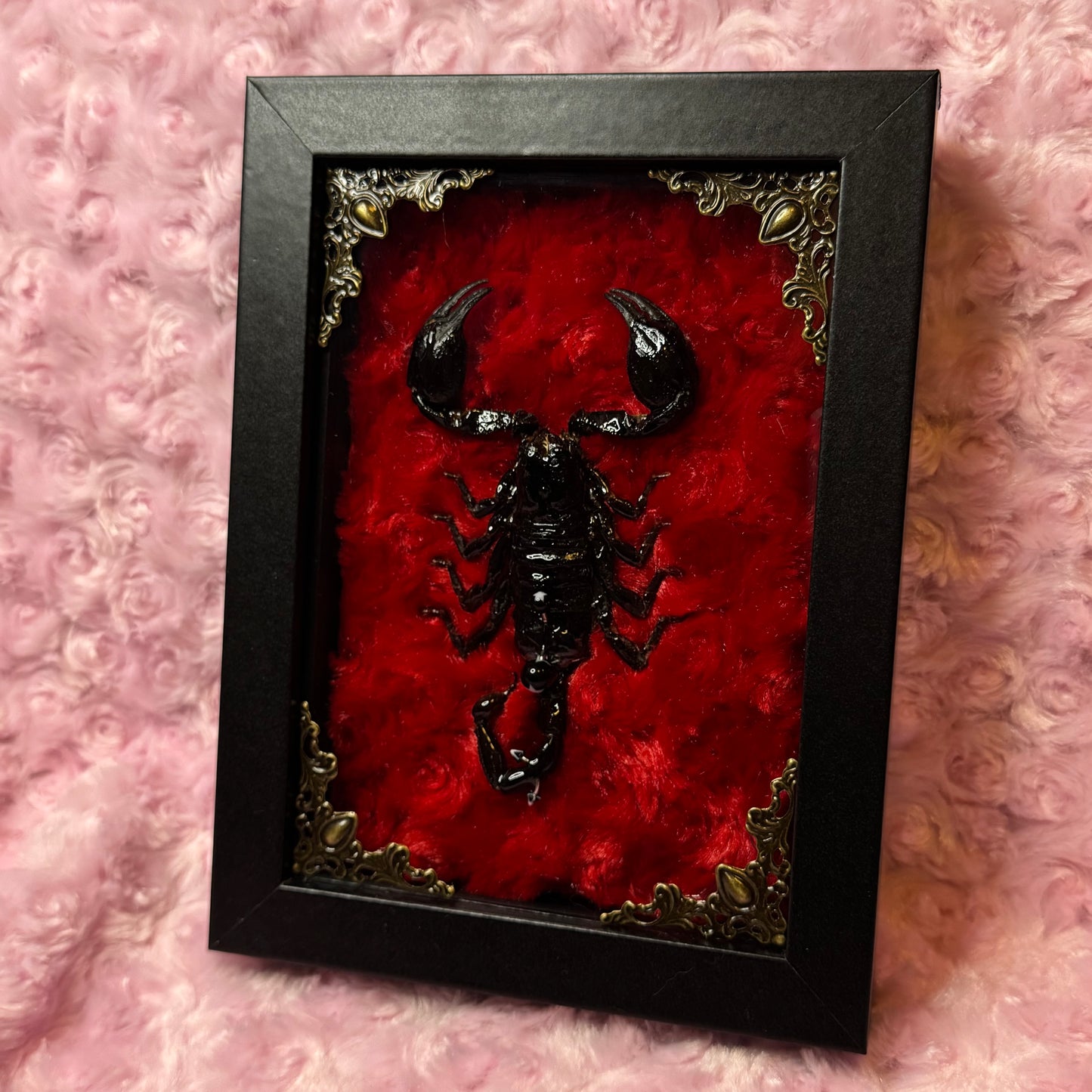 Pierced Scorpion Black & Red