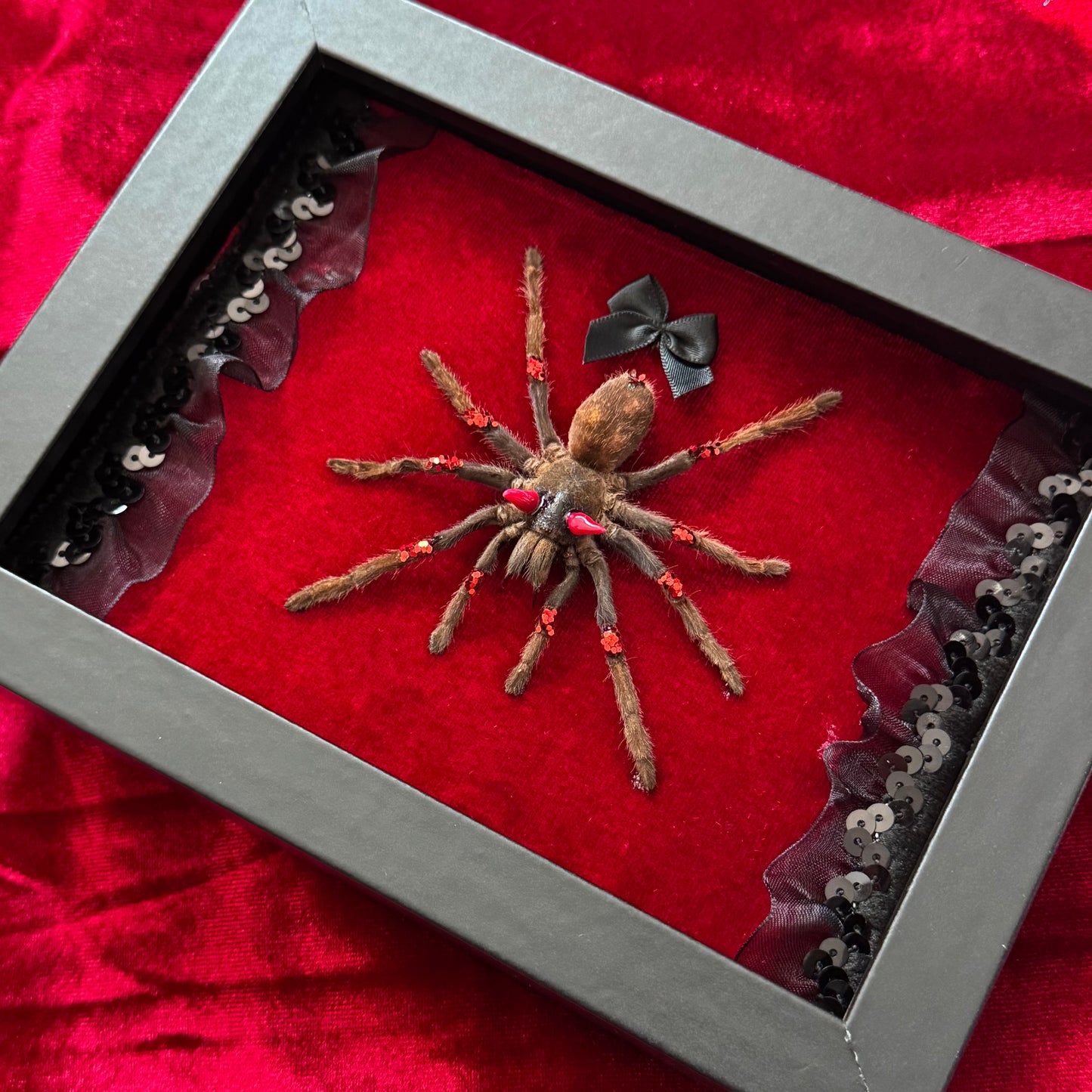 Devil Tarantula