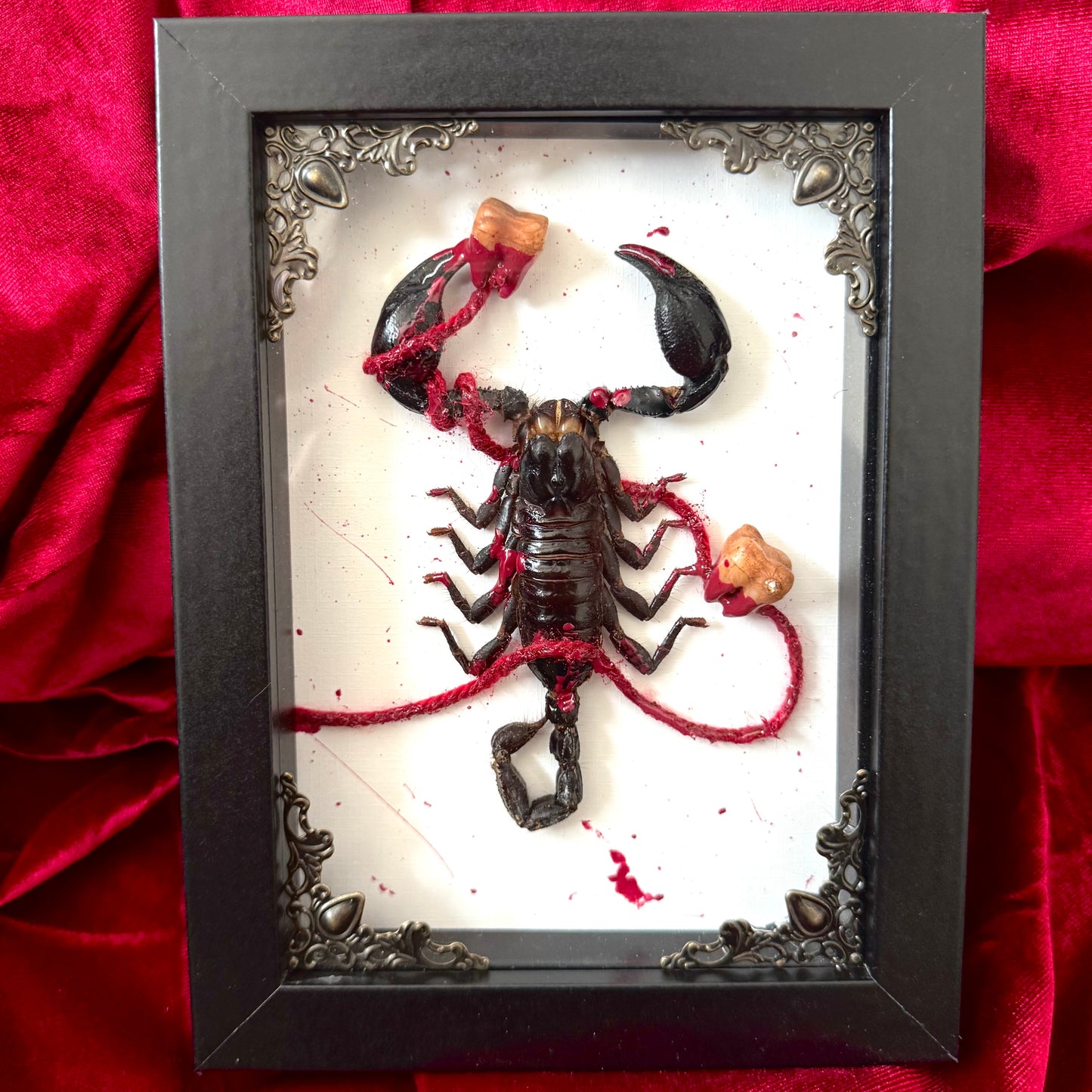 Rotten Teeth Scorpion