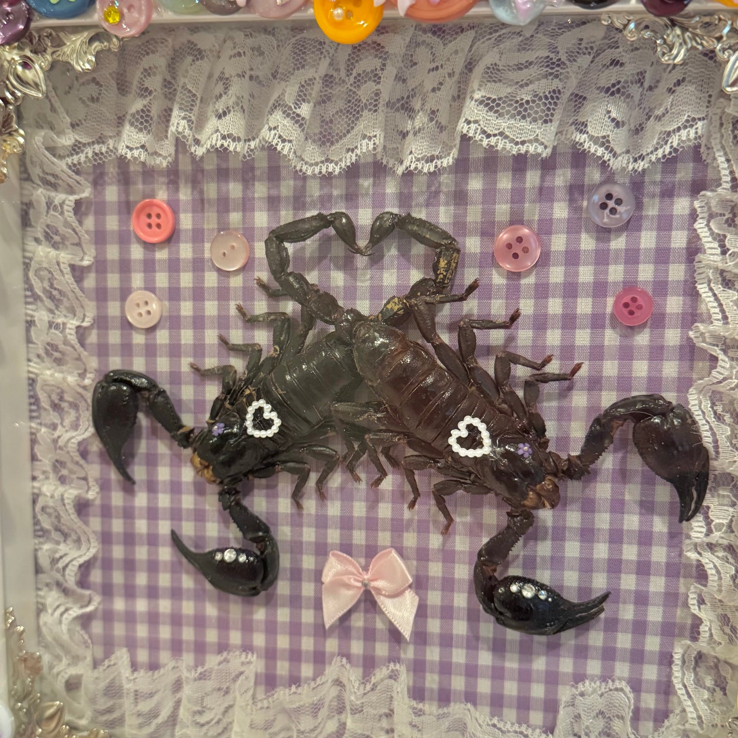 Scorpion Lovers Button Babies