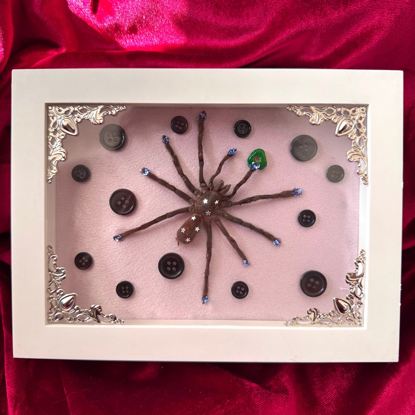 Coraline Tarantula
