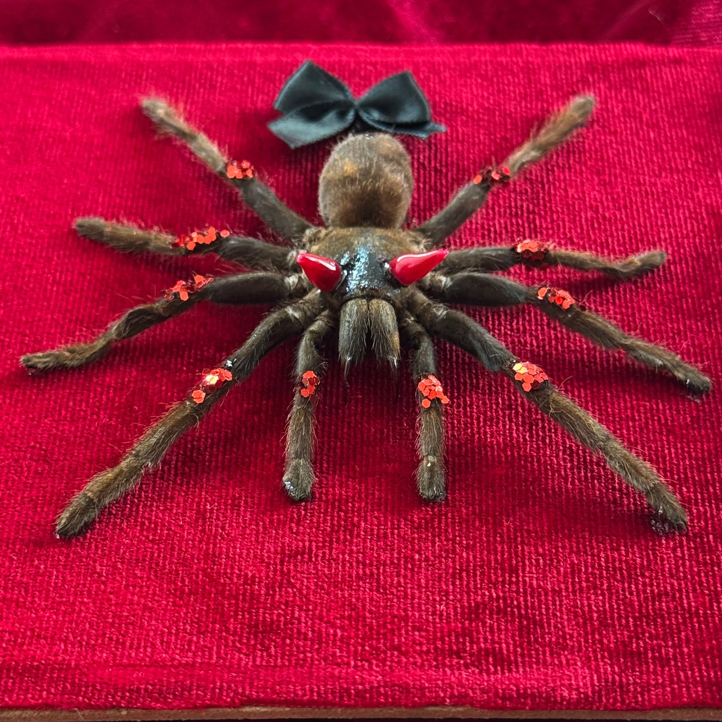 Devil Tarantula