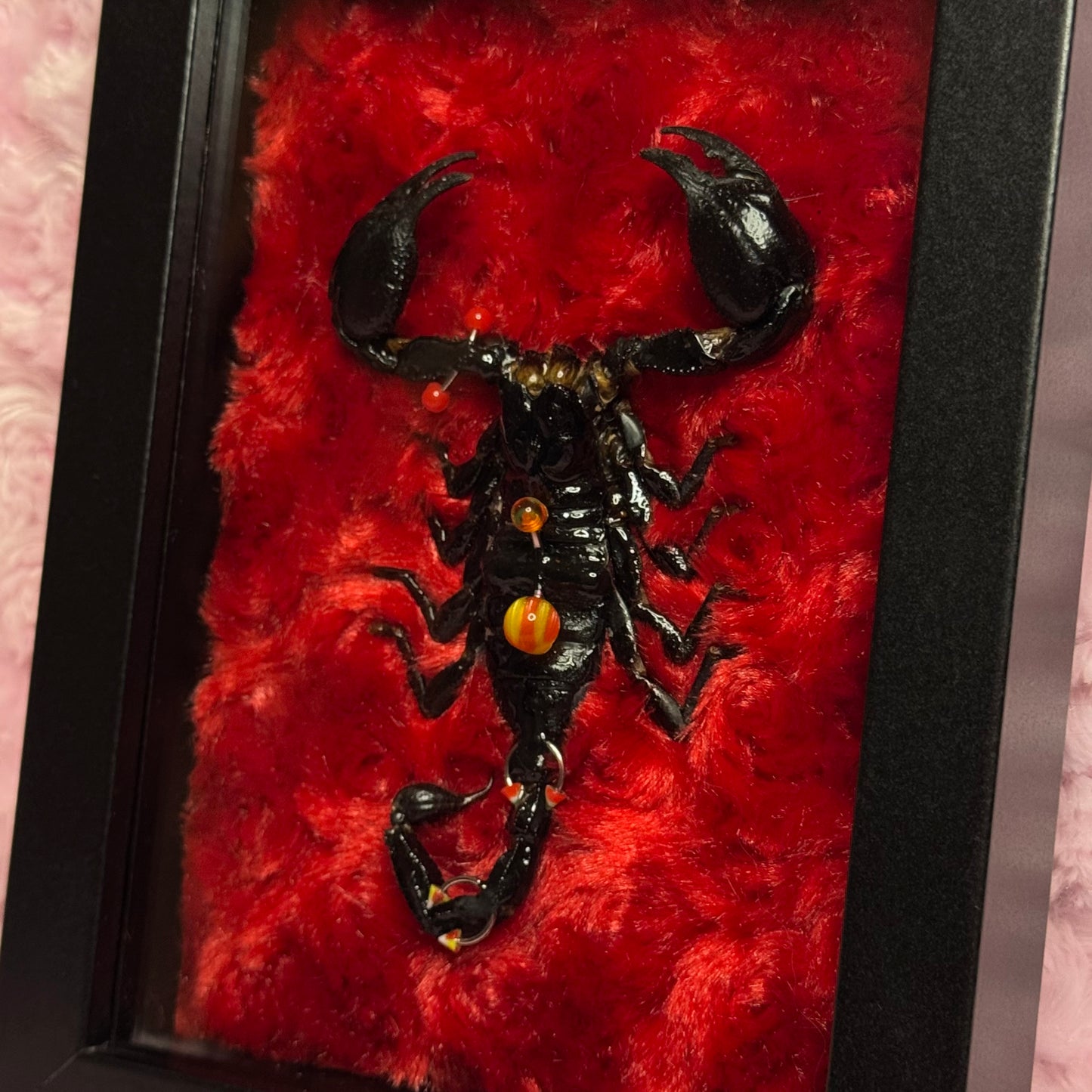 Pierced Scorpion Red & Black