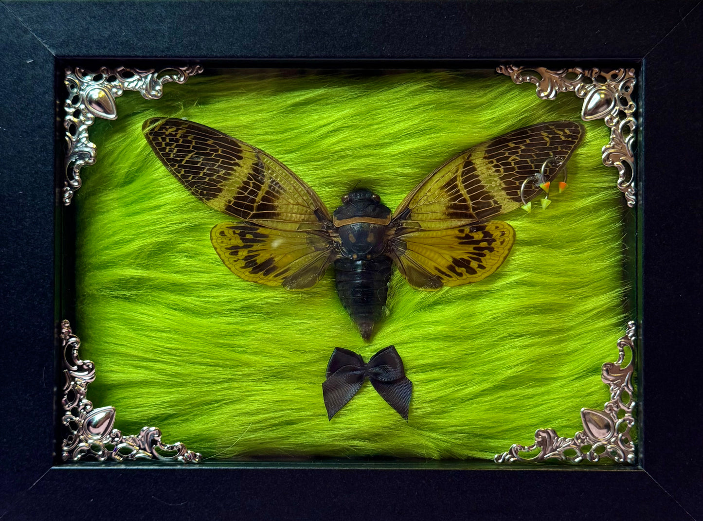 Pierced Wing Cicada On Green Fluff