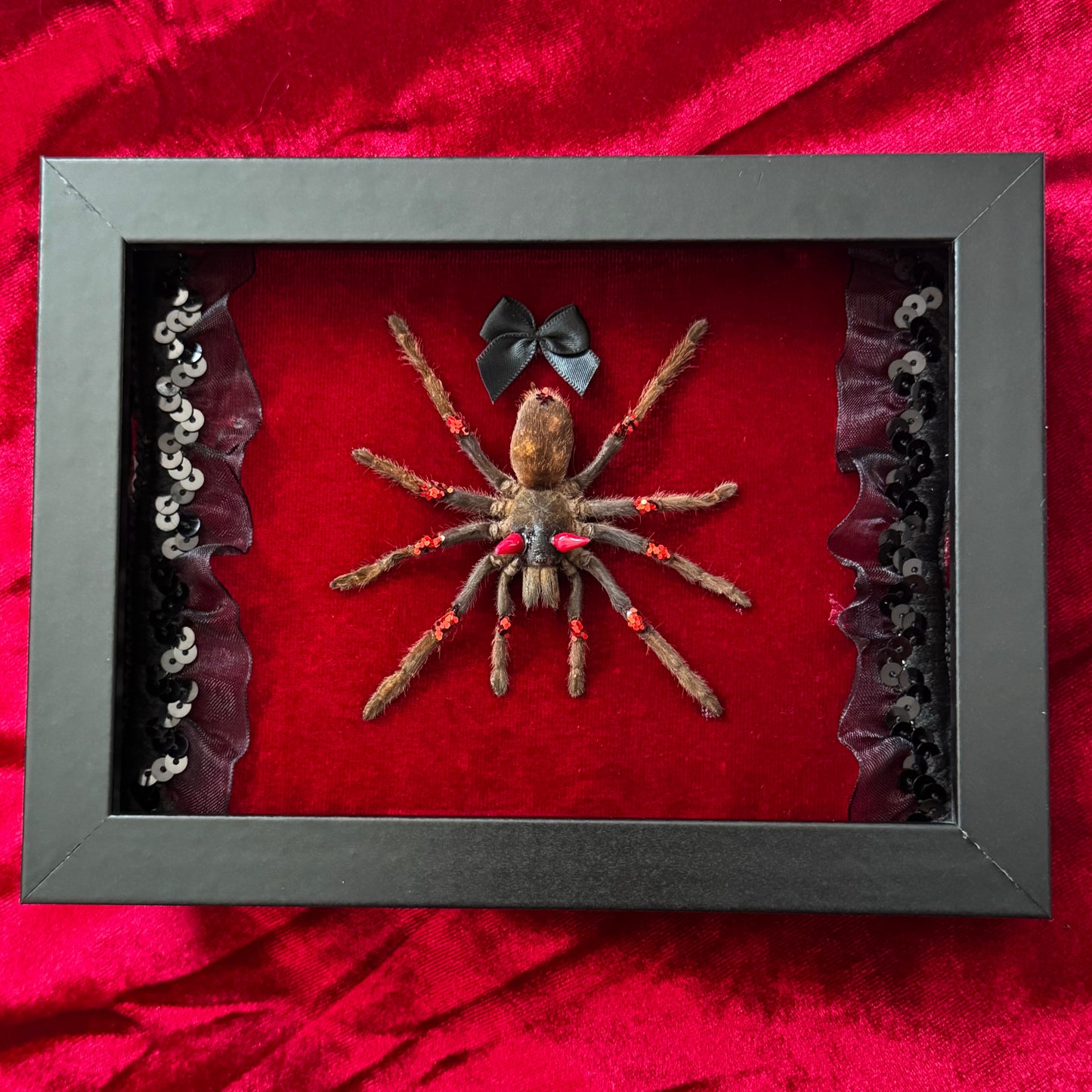 Devil Tarantula