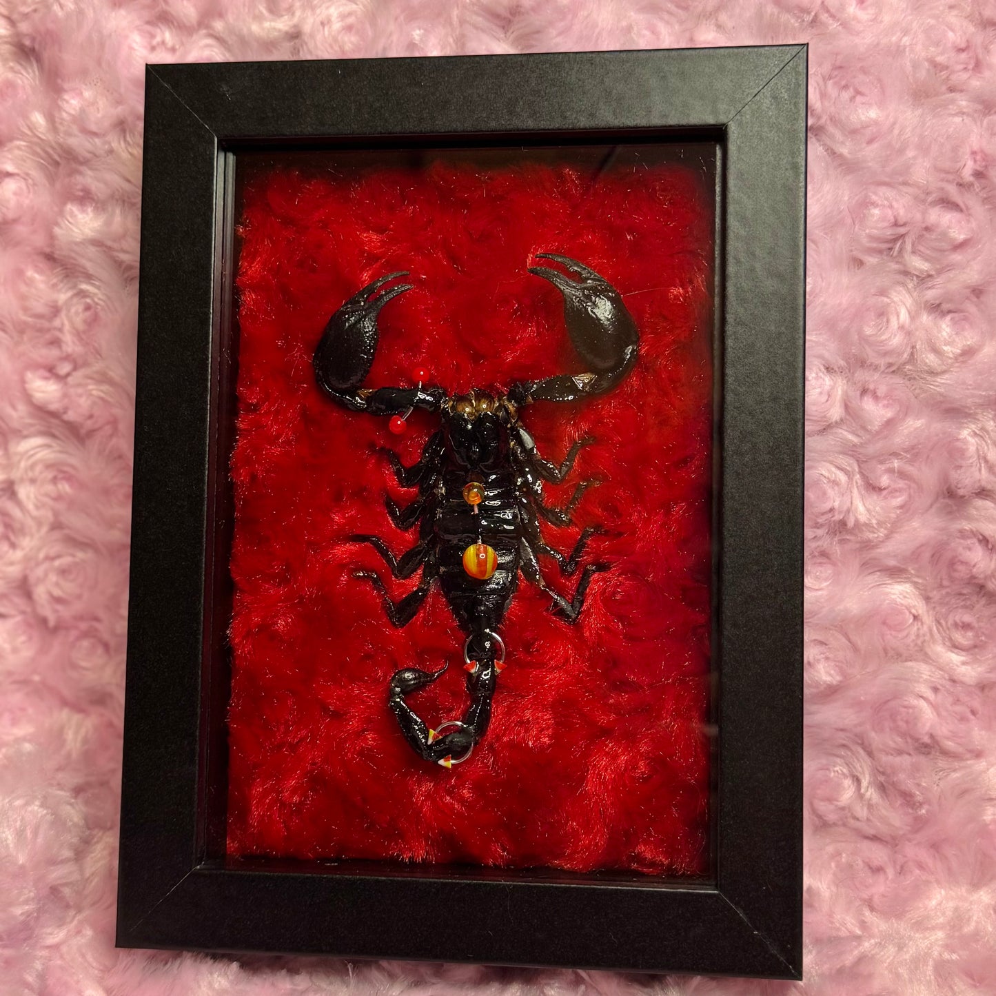 Pierced Scorpion Red & Black