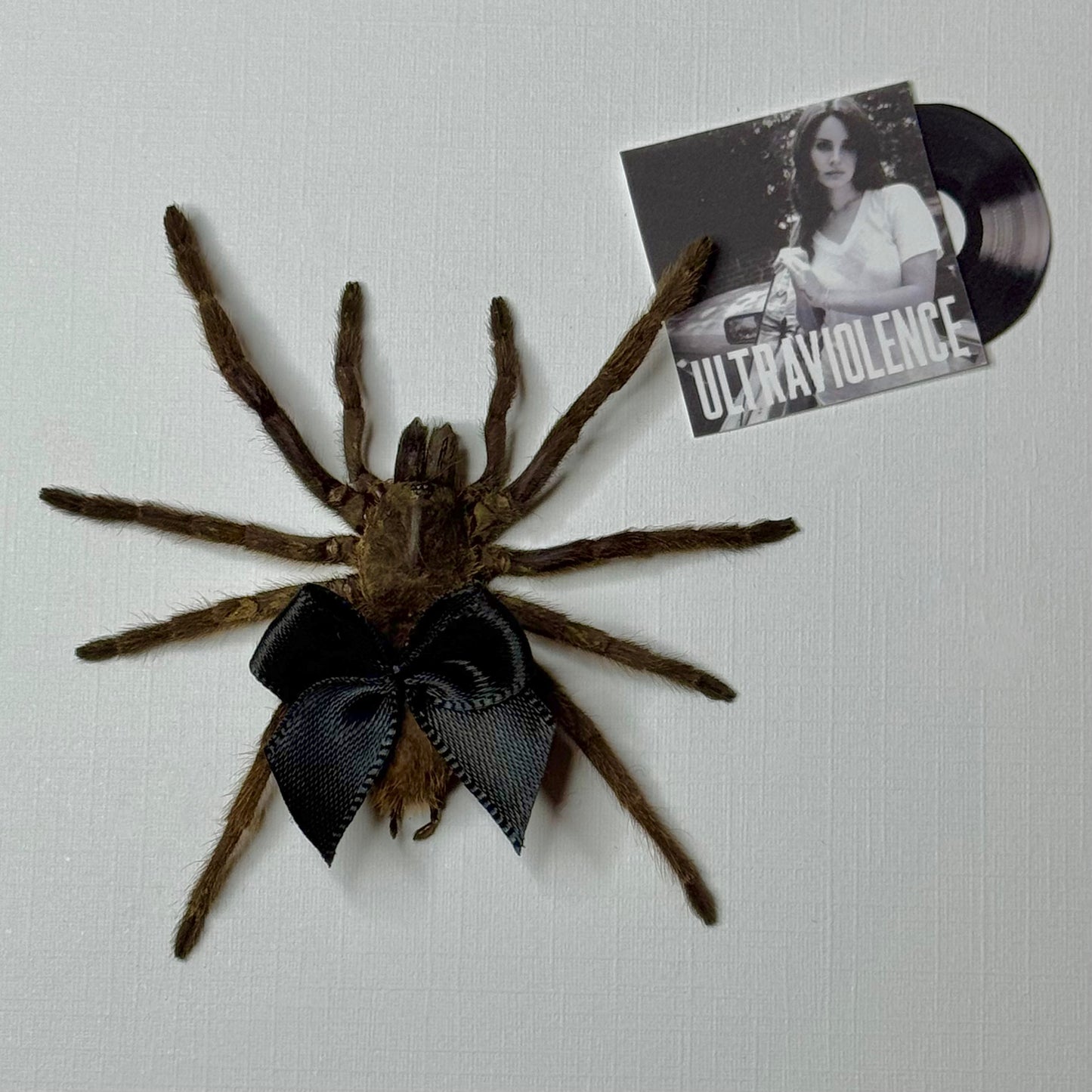CUSTOMIZABLE Tarantula With Your Fav Album π