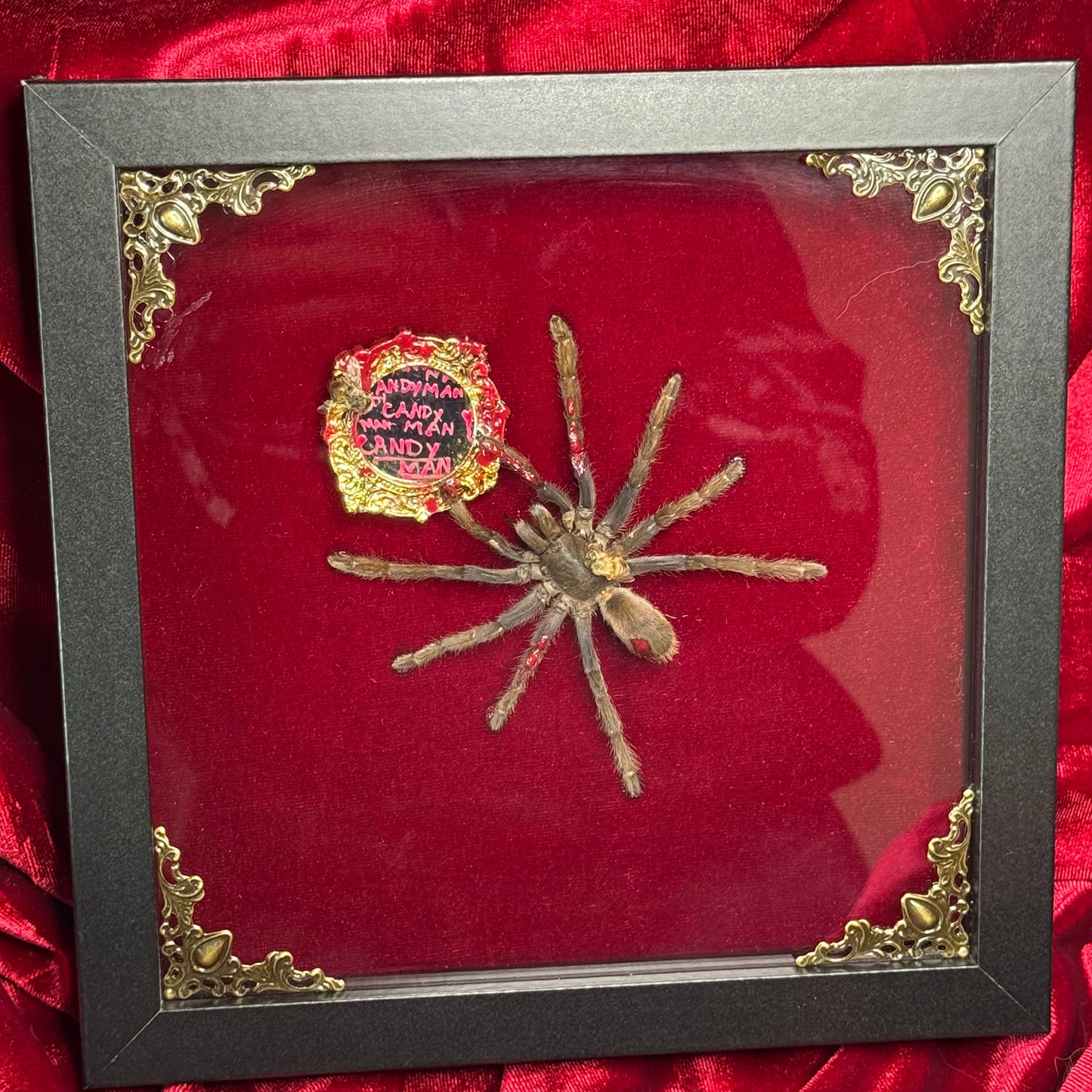 Candyman Tarantula