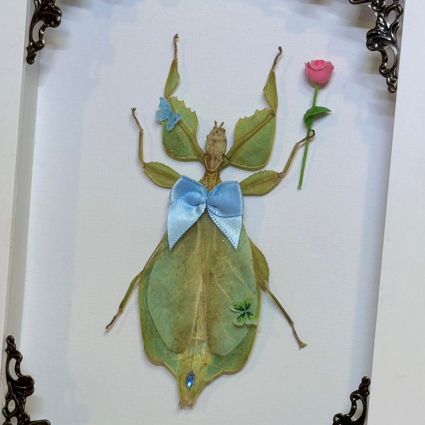 Green Leaf Insect In The Garden