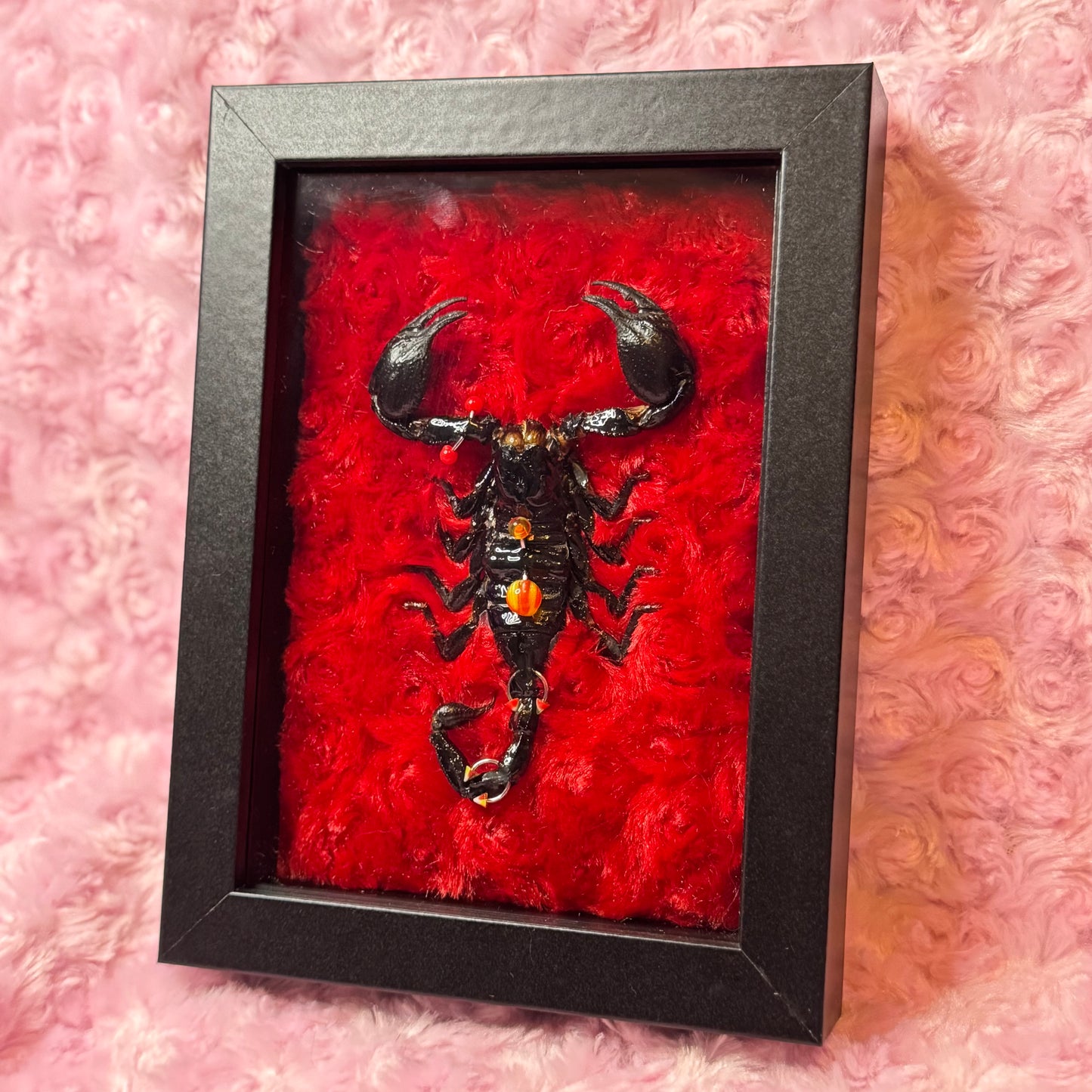 Pierced Scorpion Red & Black