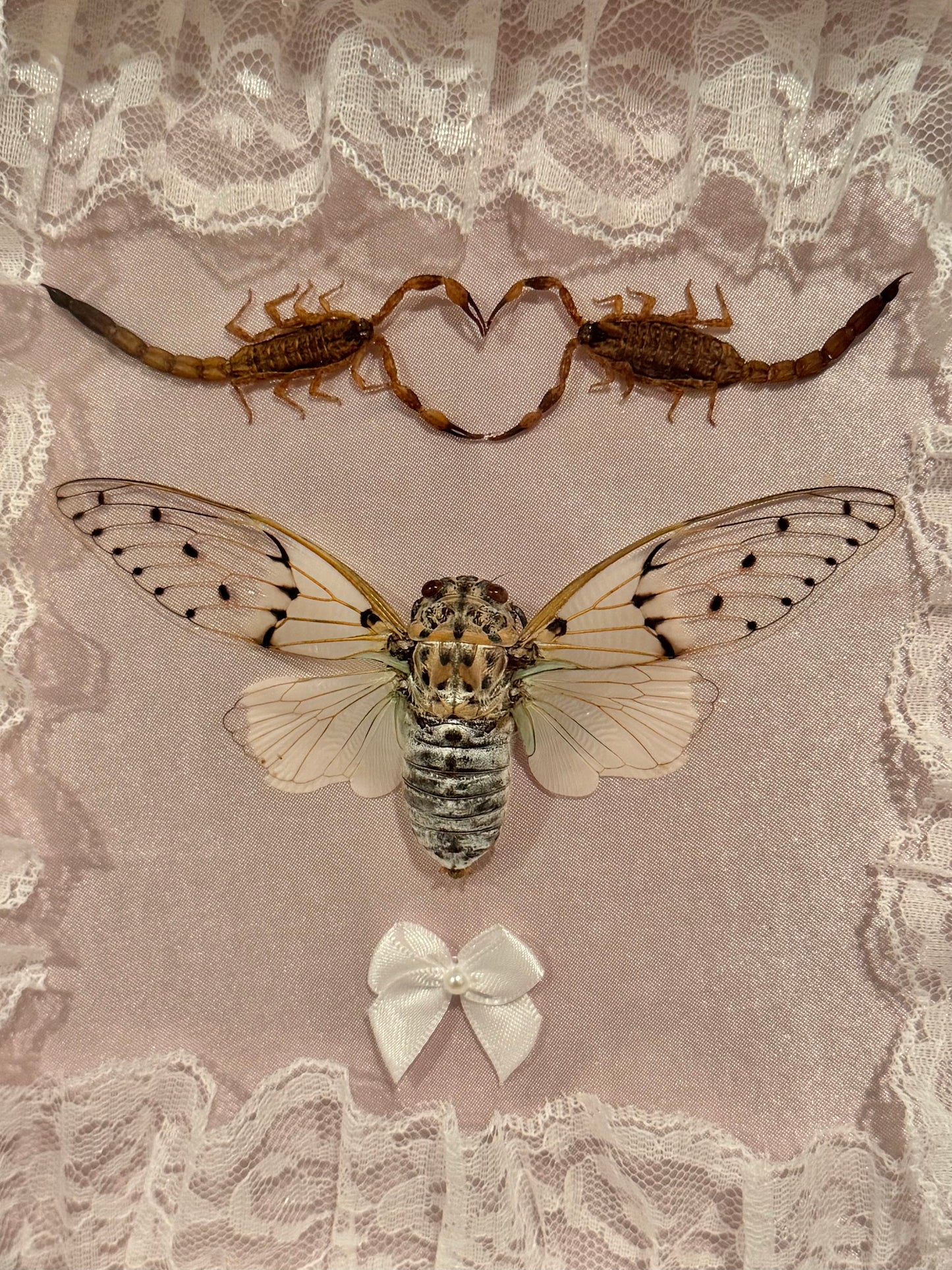 White Ghost Cicada & Scorpion Lovers