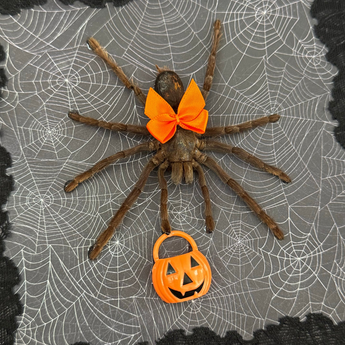 Trick Or Treat Tarantula