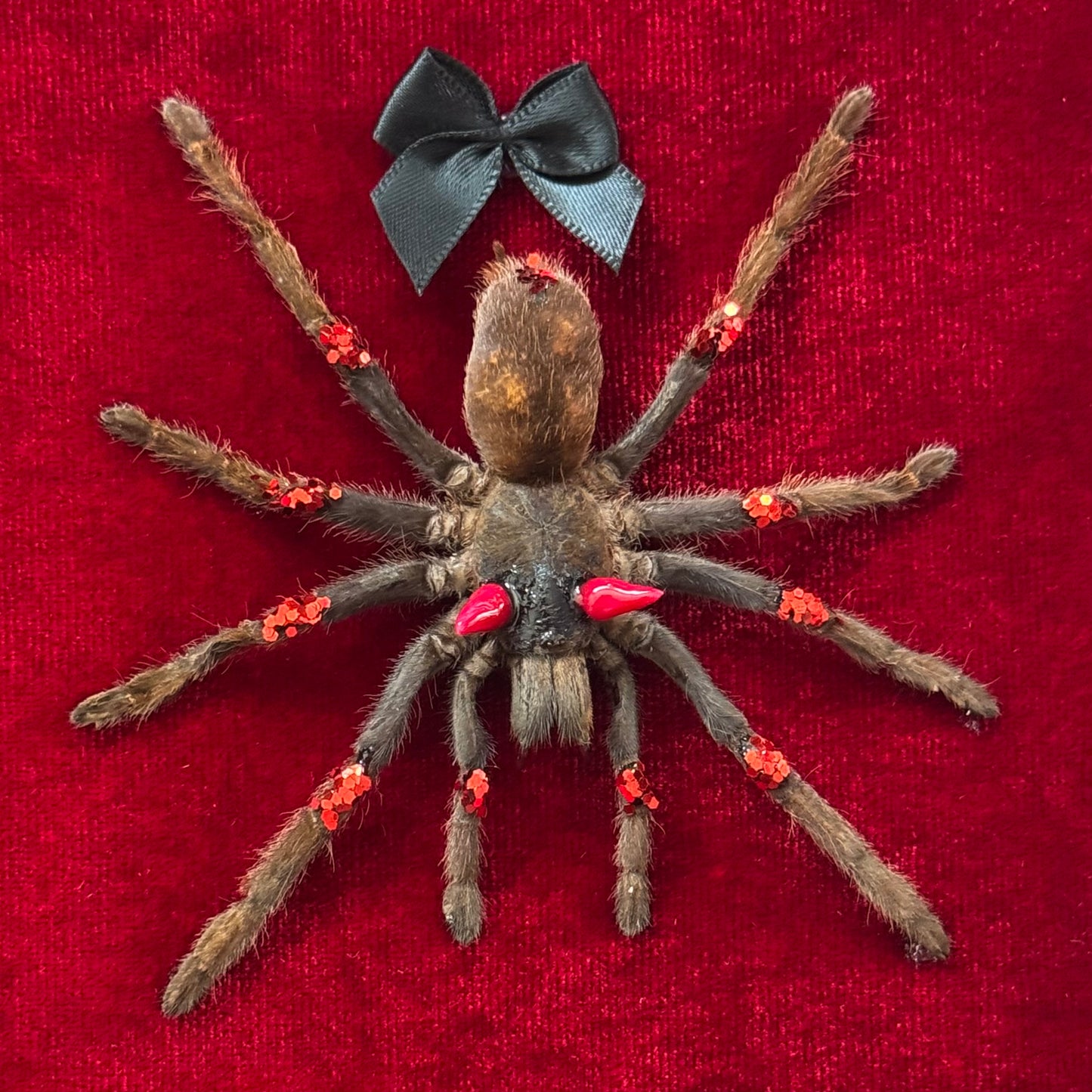 Devil Tarantula