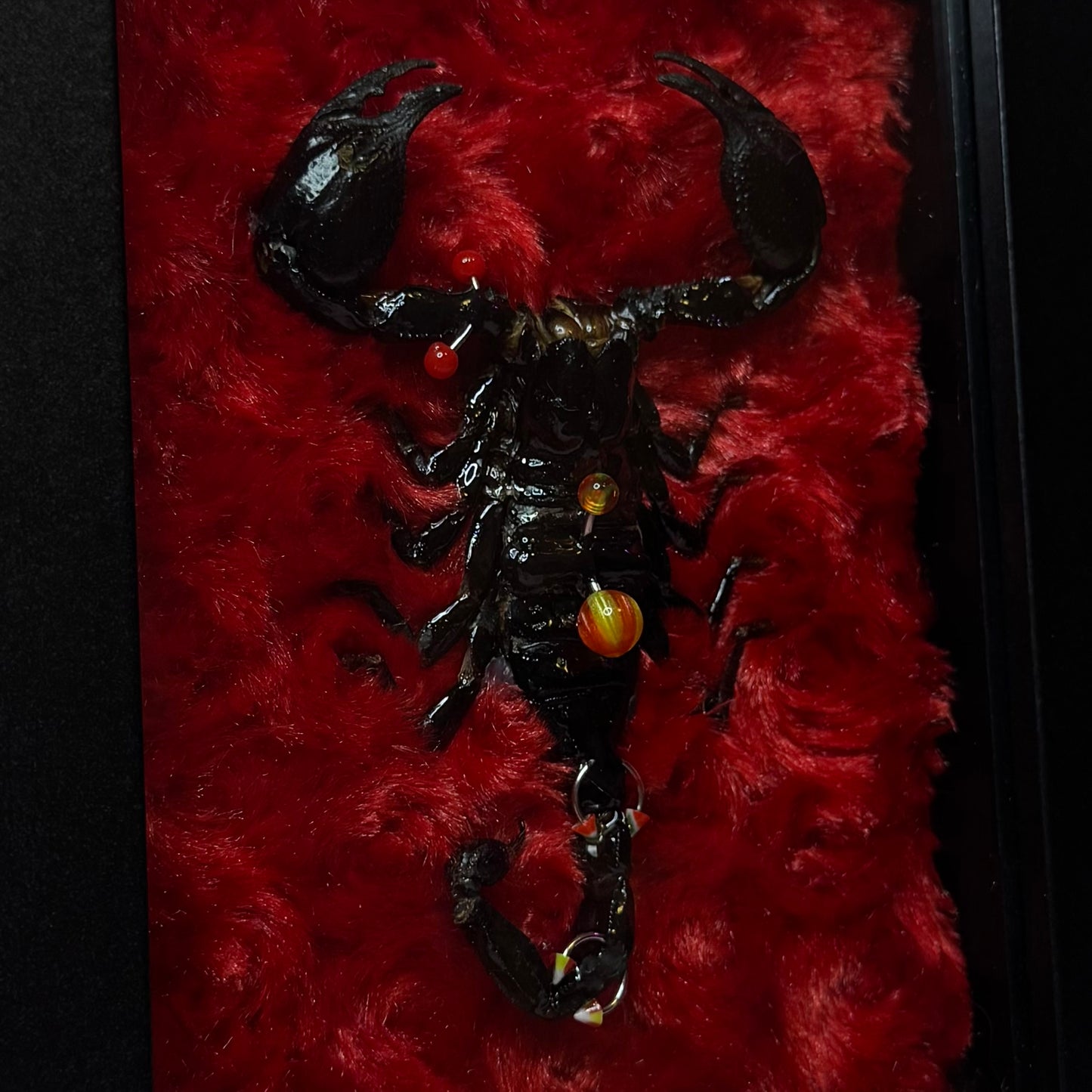 Pierced Scorpion Red & Black