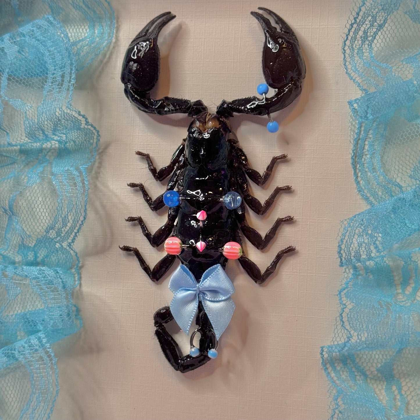 Pierced Scorpion Blue & Pink