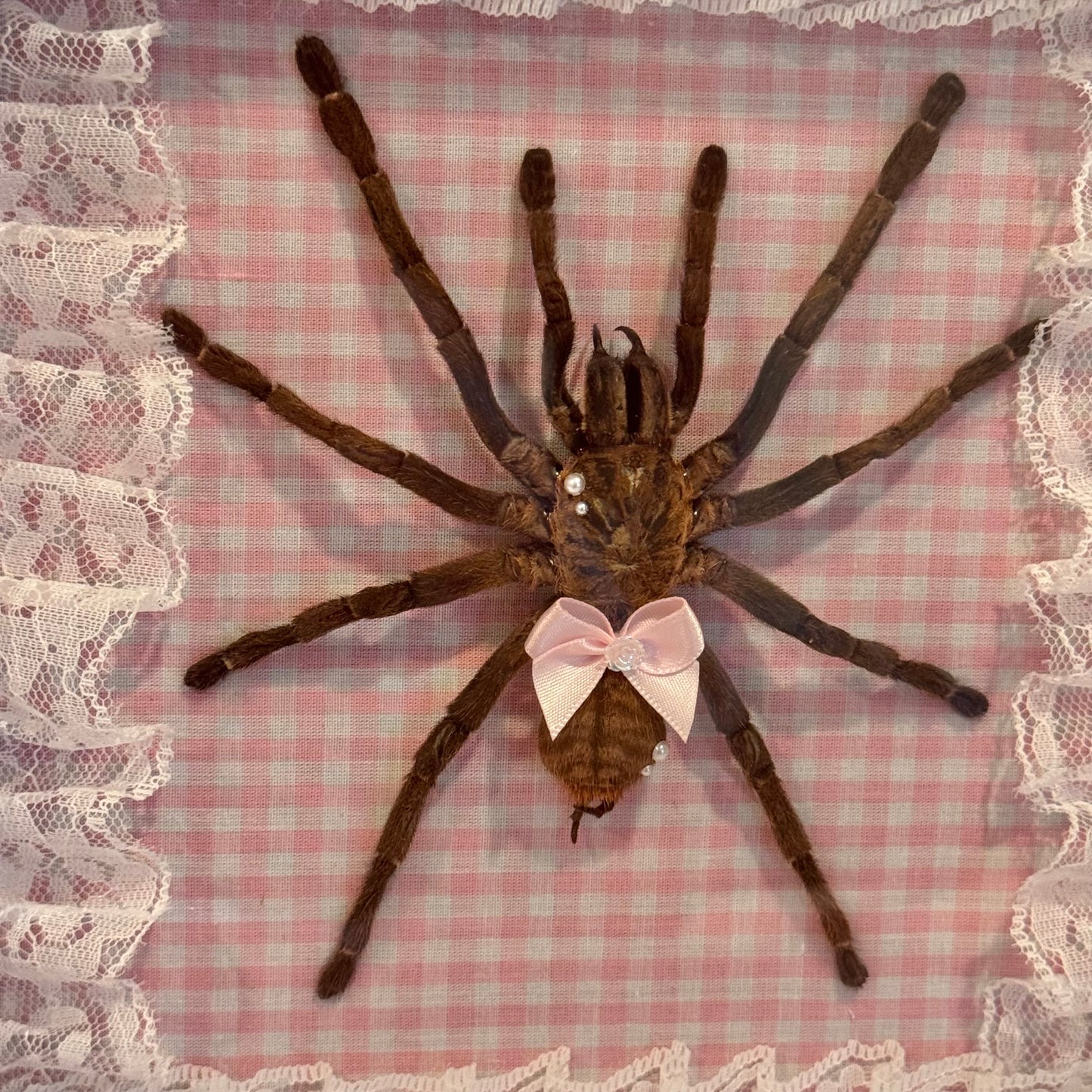 Tarantula on Pink Gingham