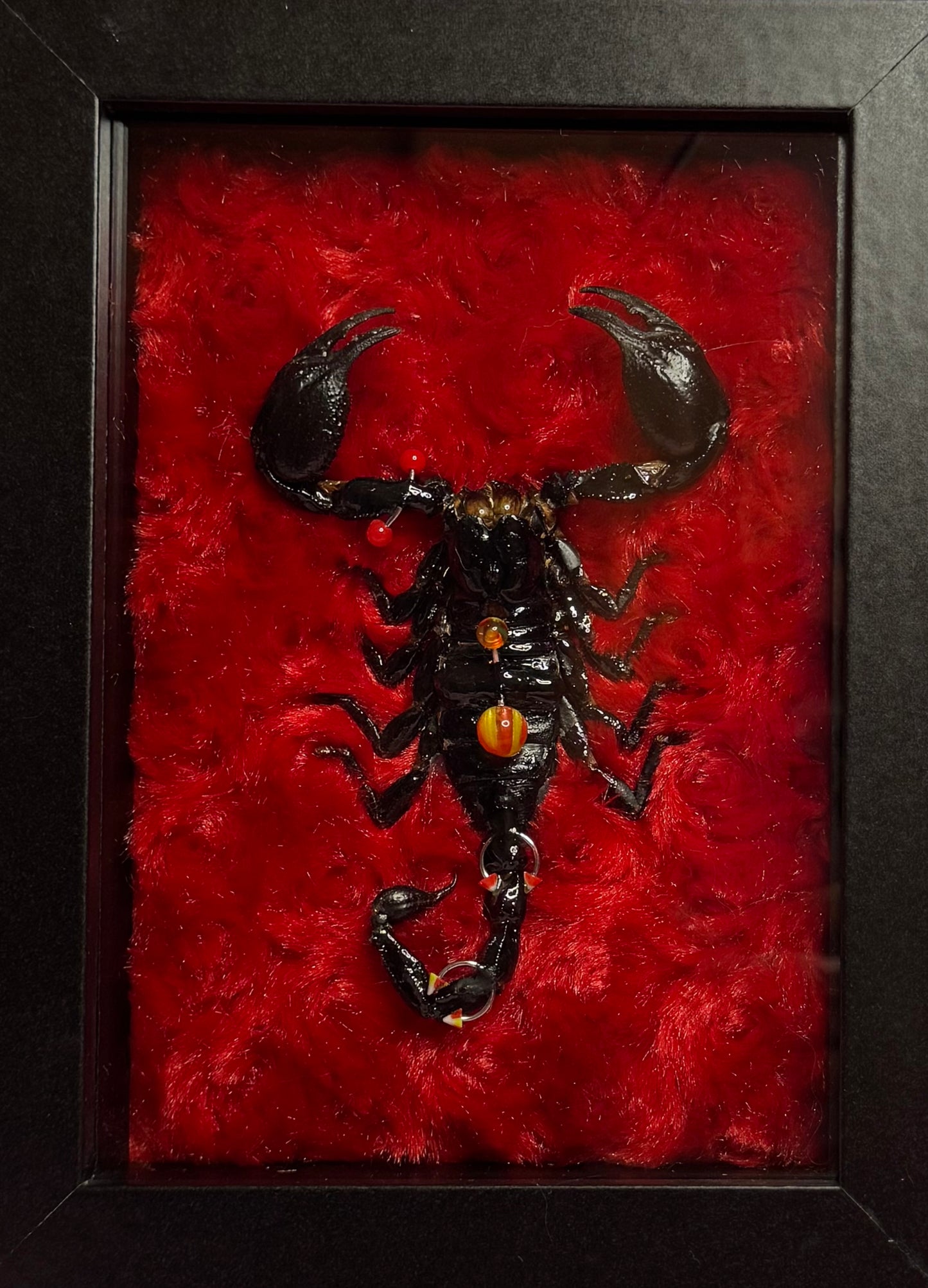 Pierced Scorpion Red & Black