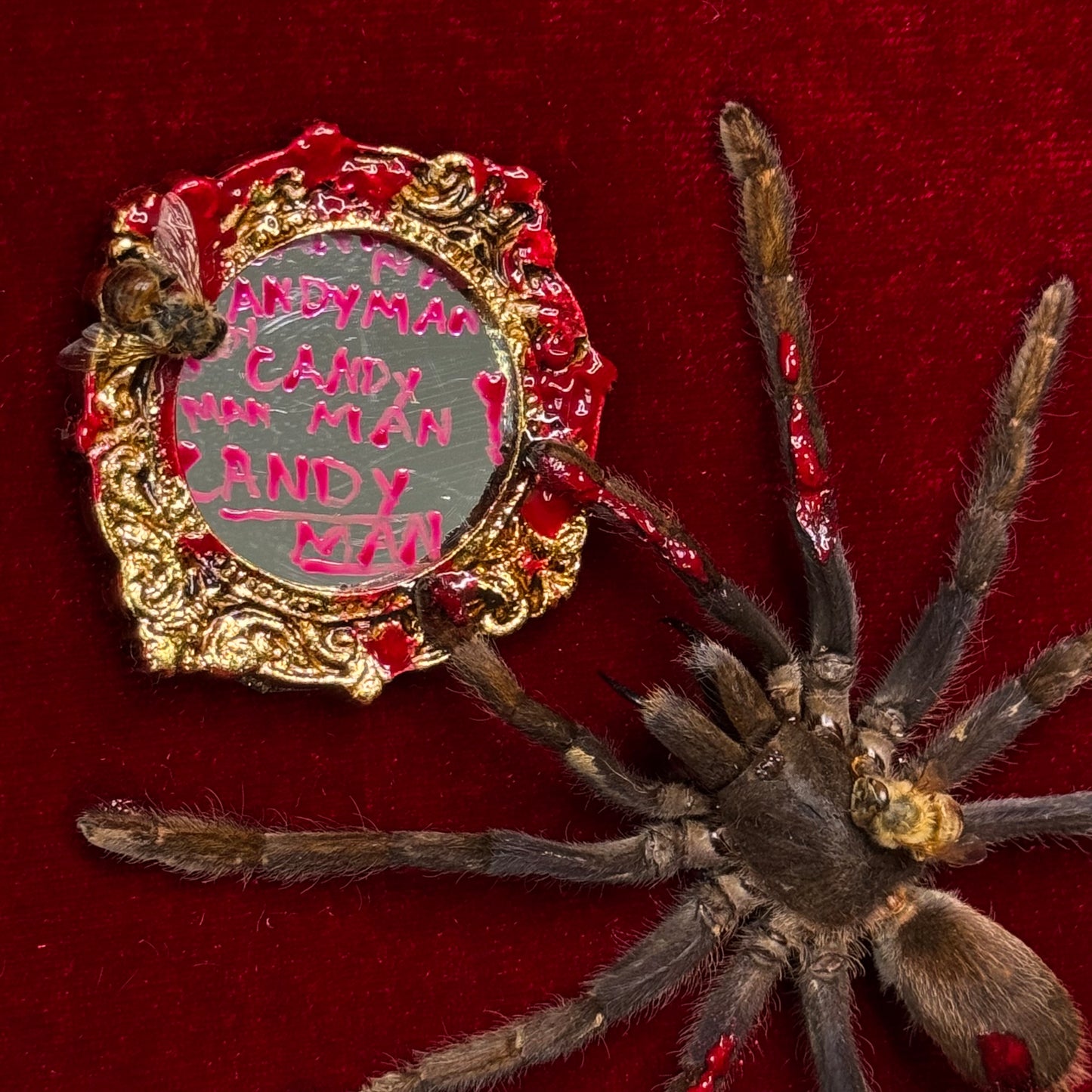 Candyman Tarantula