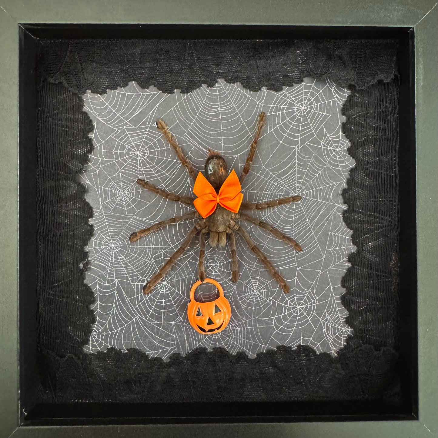 Trick Or Treat Tarantula