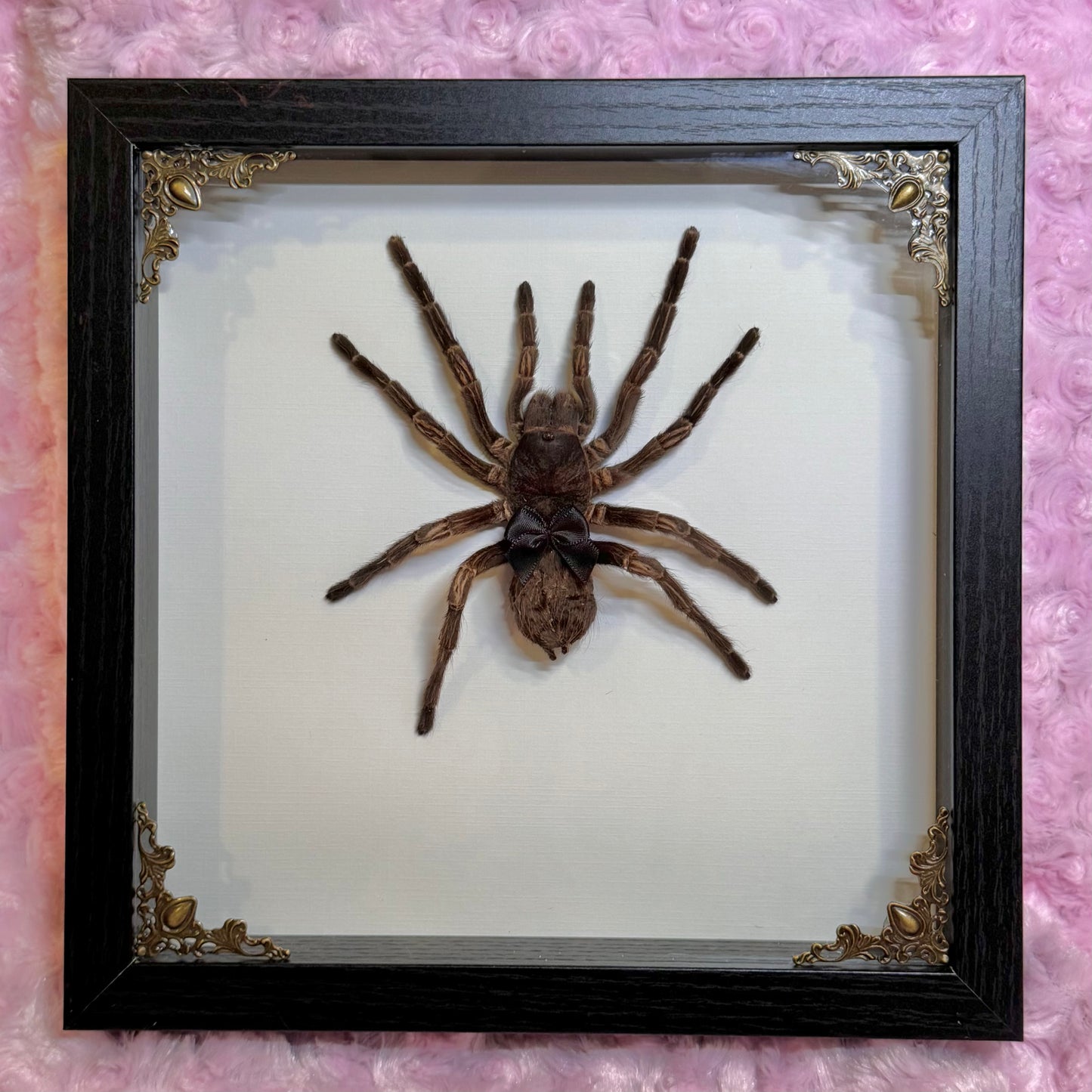 Tarantula With Cutie Black Bow