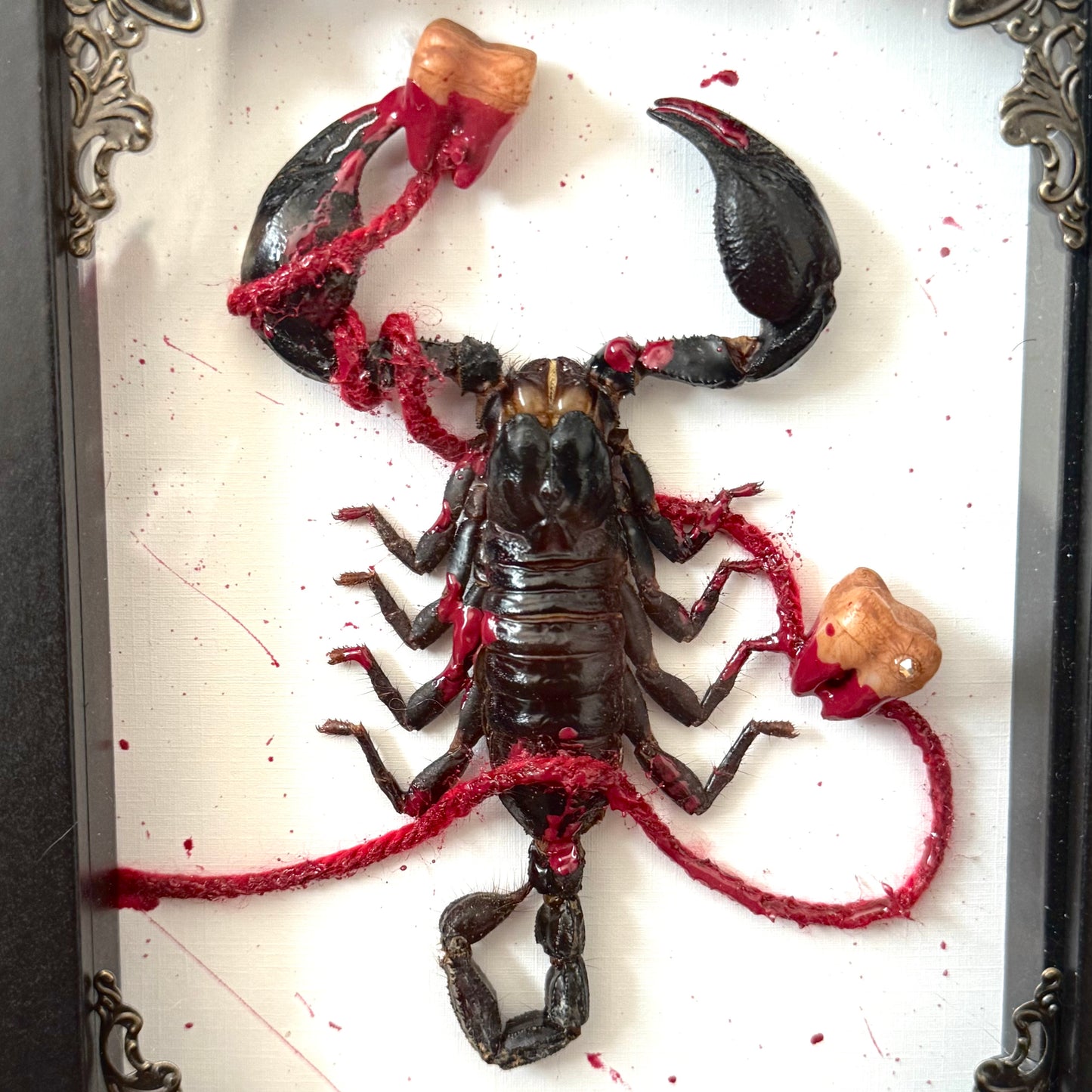 Rotten Teeth Scorpion