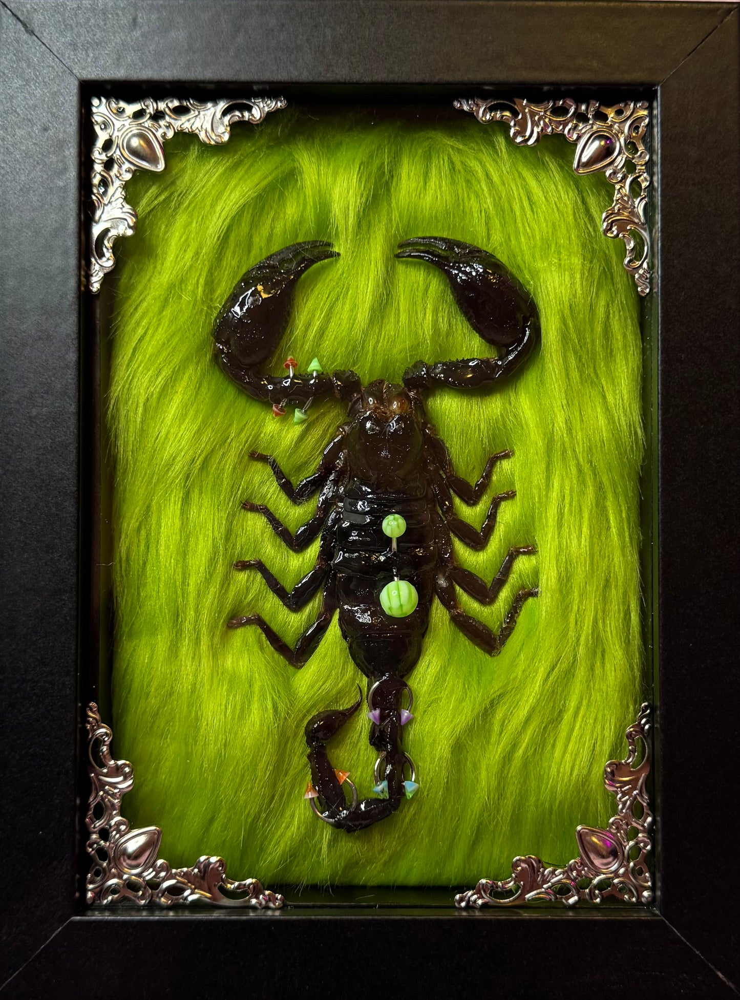Pierced Scorpion Green & Black