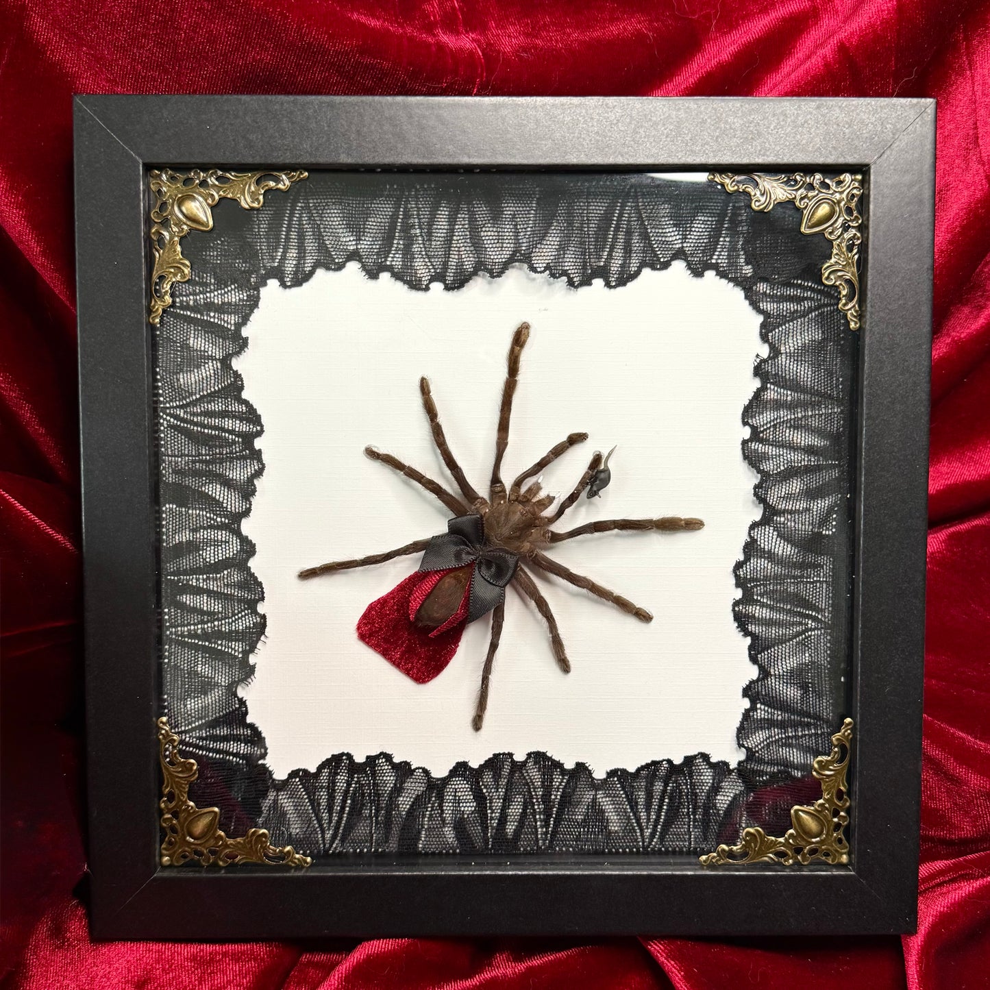 Dracula Tarantula