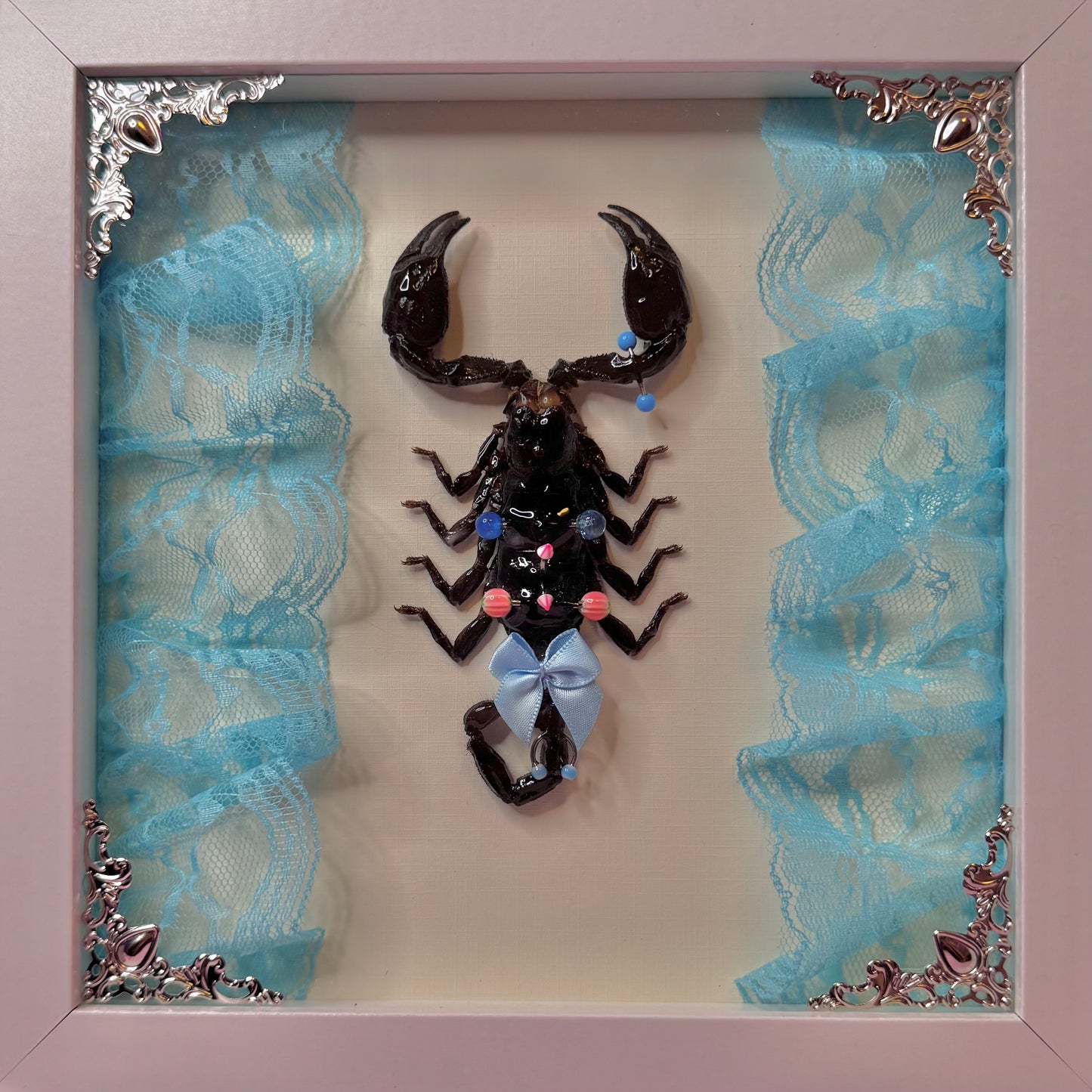 Pierced Scorpion Blue & Pink